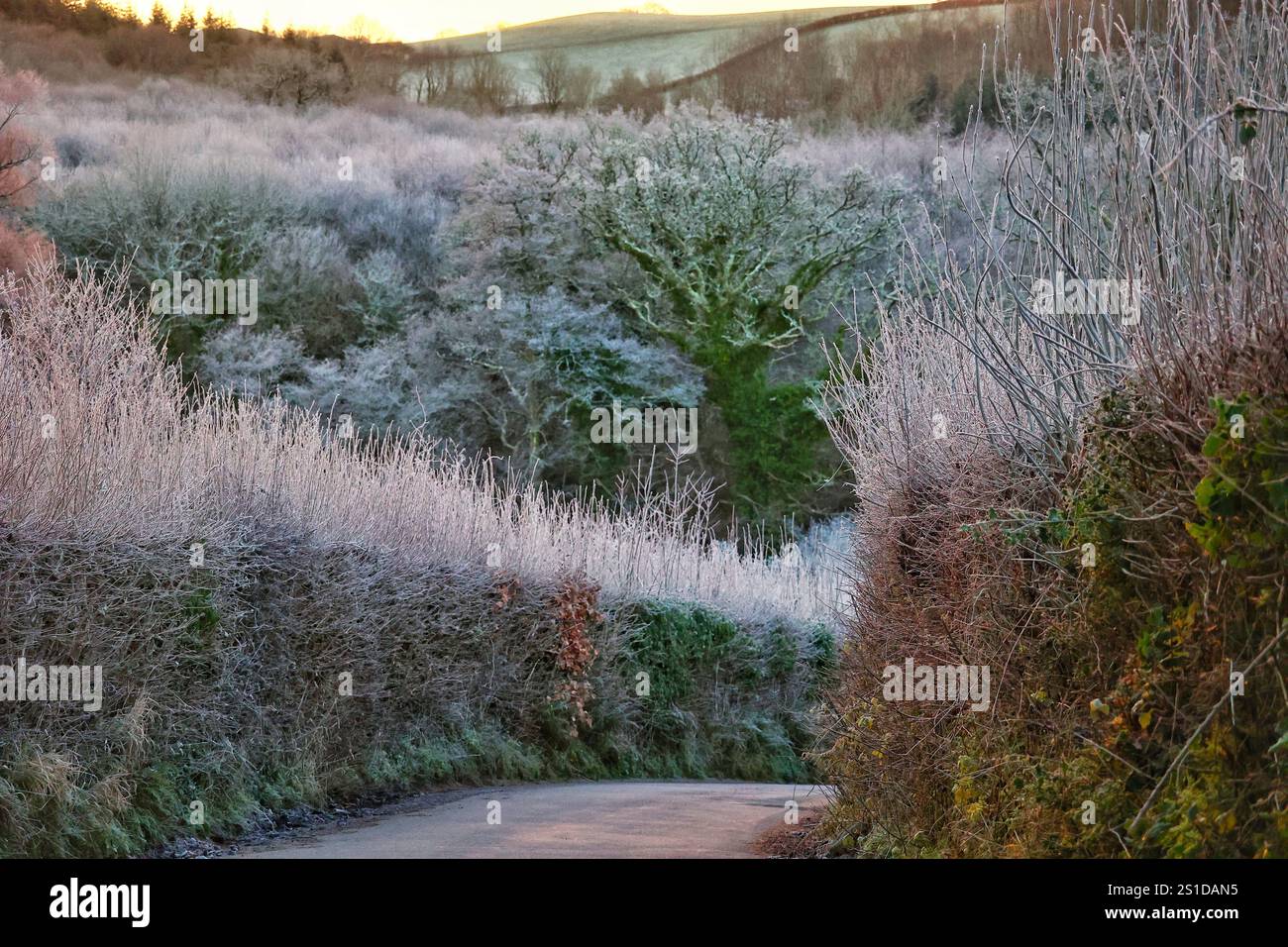 Devon, UK. 3 January, 2025. UK Weather Hoar frost at