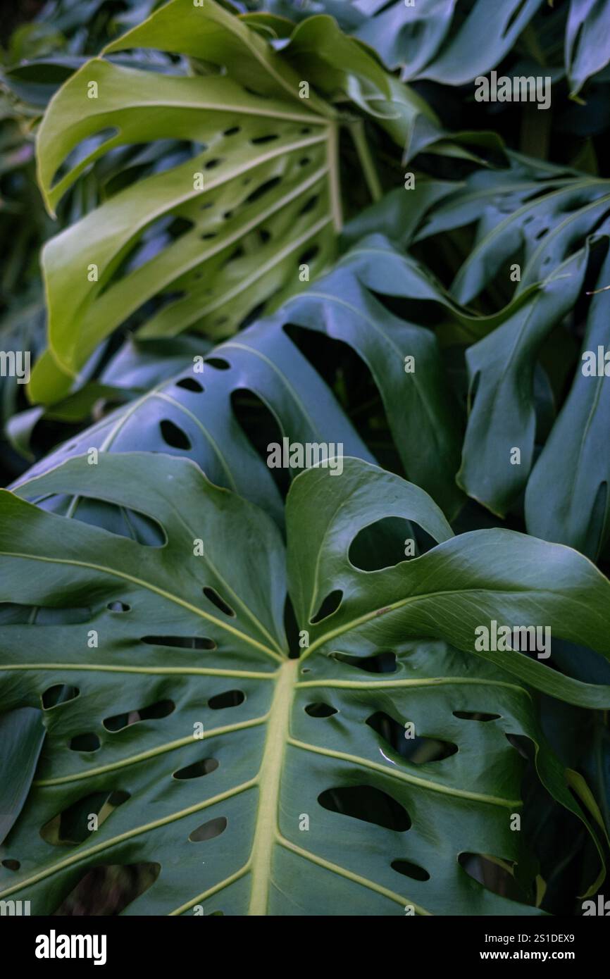 Dense tropical jungle hi-res stock photography and images - Alamy