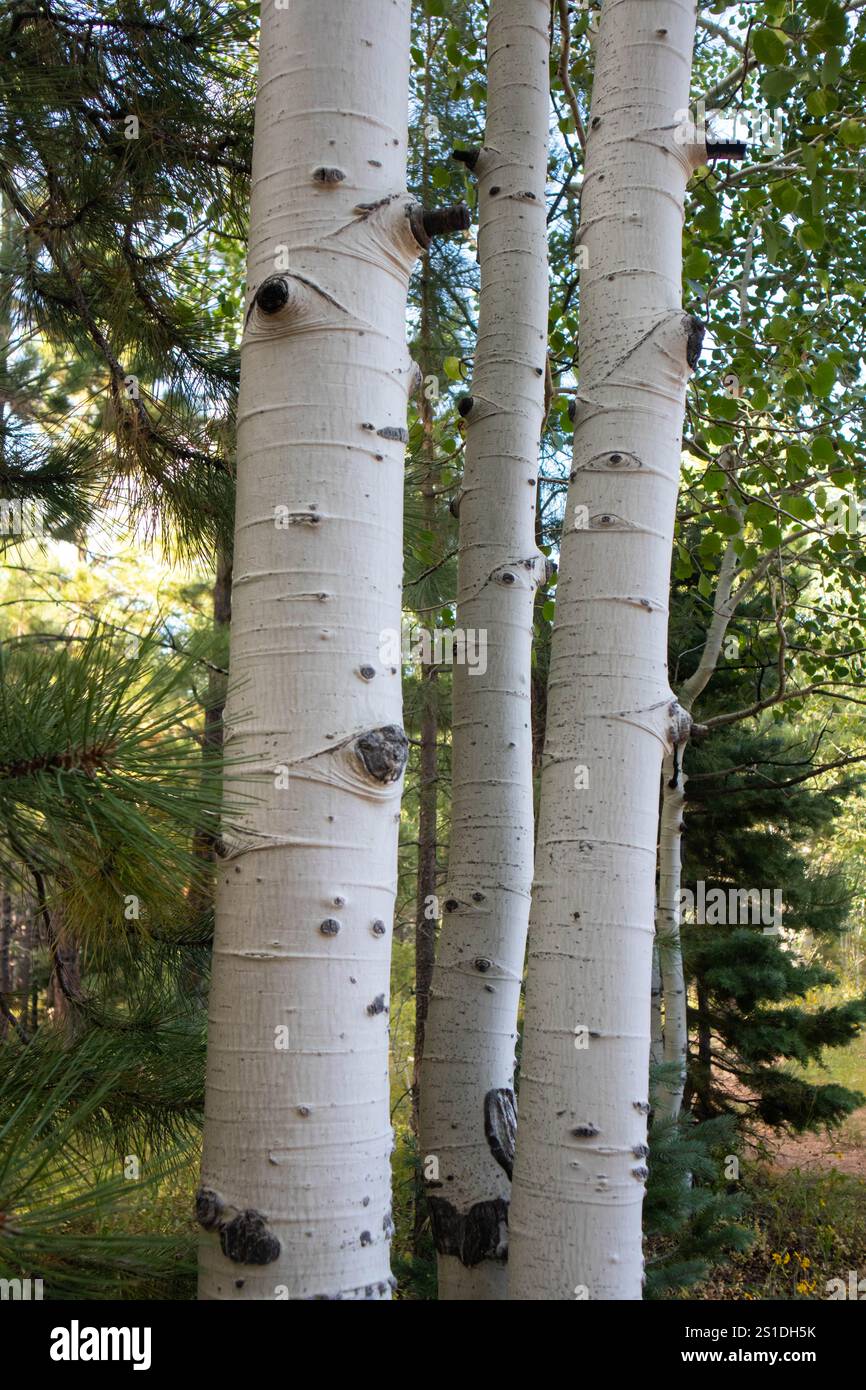 Part of birch trees with white bark and green leaves in the forest ...