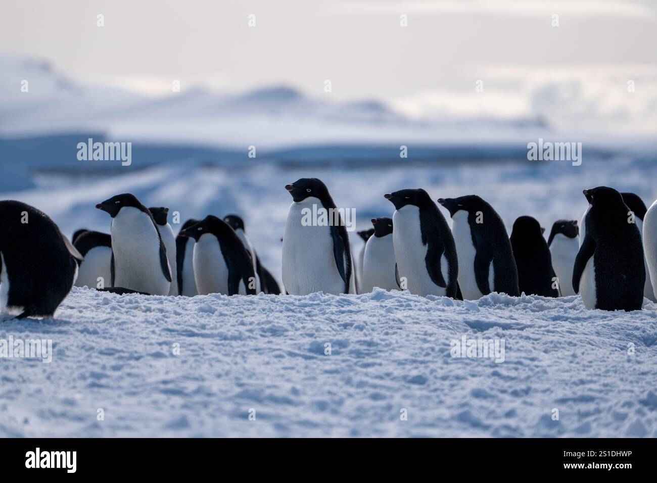 Group of adelie penguins (Pygoscelis adeliae) in Antarctica Bert Stock ...