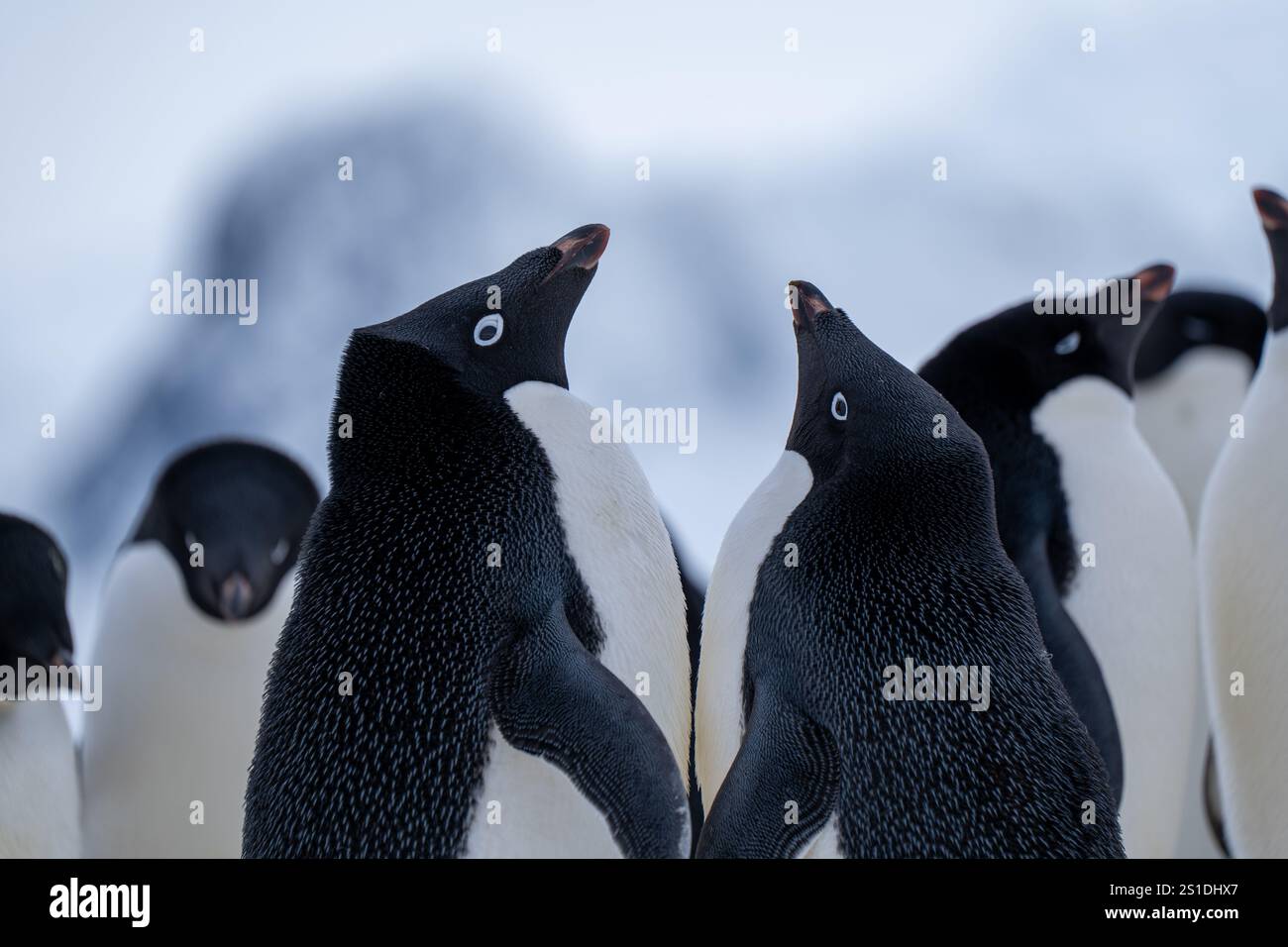 Group of adelie penguins (Pygoscelis adeliae) in Antarctica Bert Stock ...