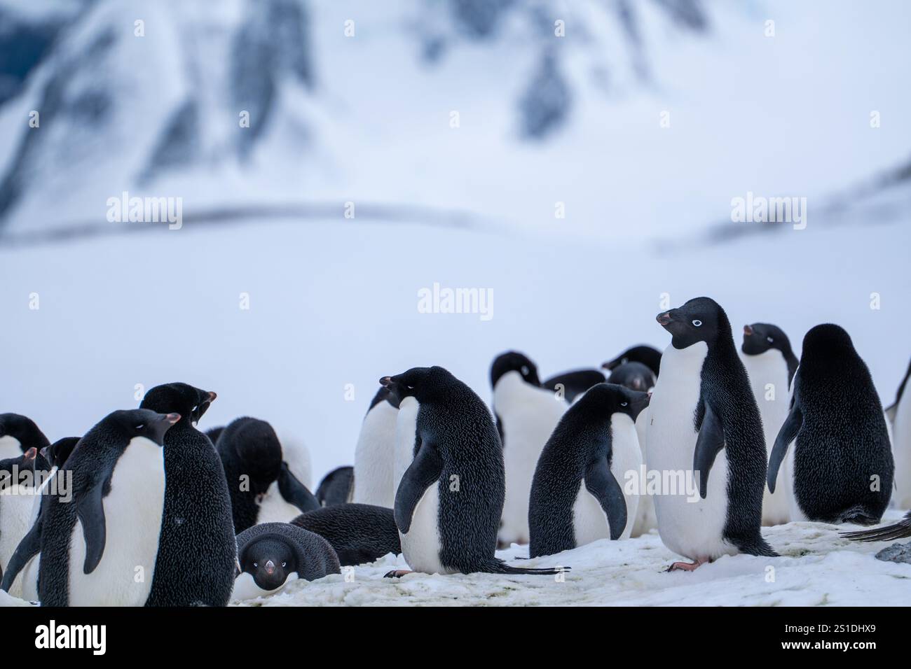 Group of adelie penguins (Pygoscelis adeliae) in Antarctica Bert Stock ...