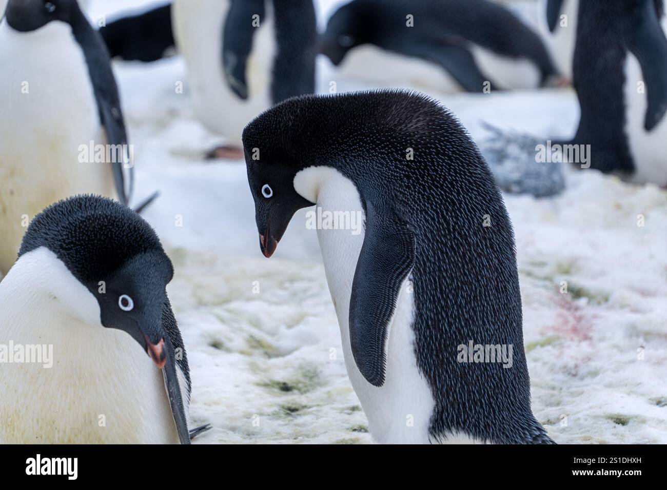 Group of adelie penguins (Pygoscelis adeliae) in Antarctica Bert Stock ...