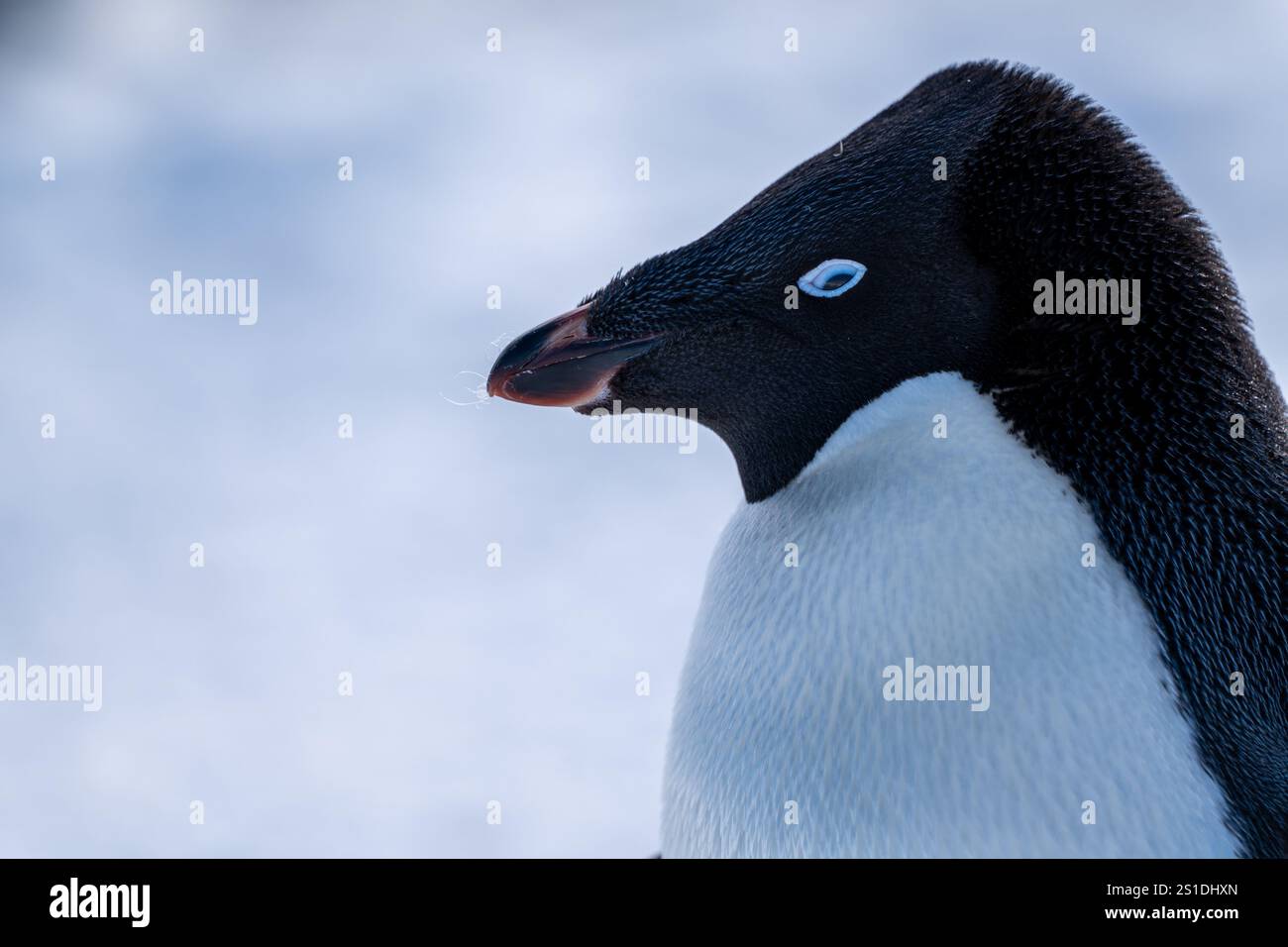 Group of adelie penguins (Pygoscelis adeliae) in Antarctica Bert Stock ...