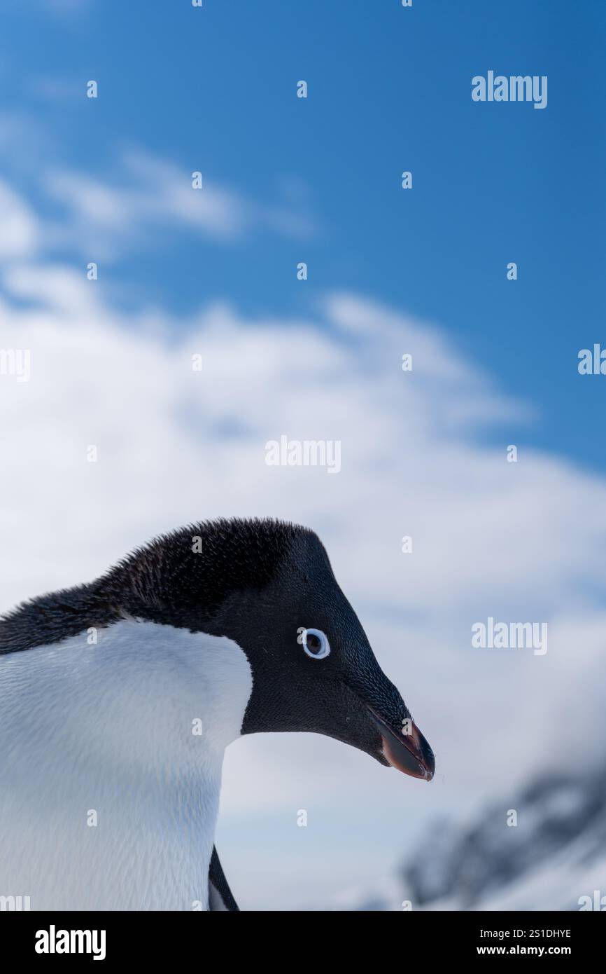 Group of adelie penguins (Pygoscelis adeliae) in Antarctica Bert Stock ...