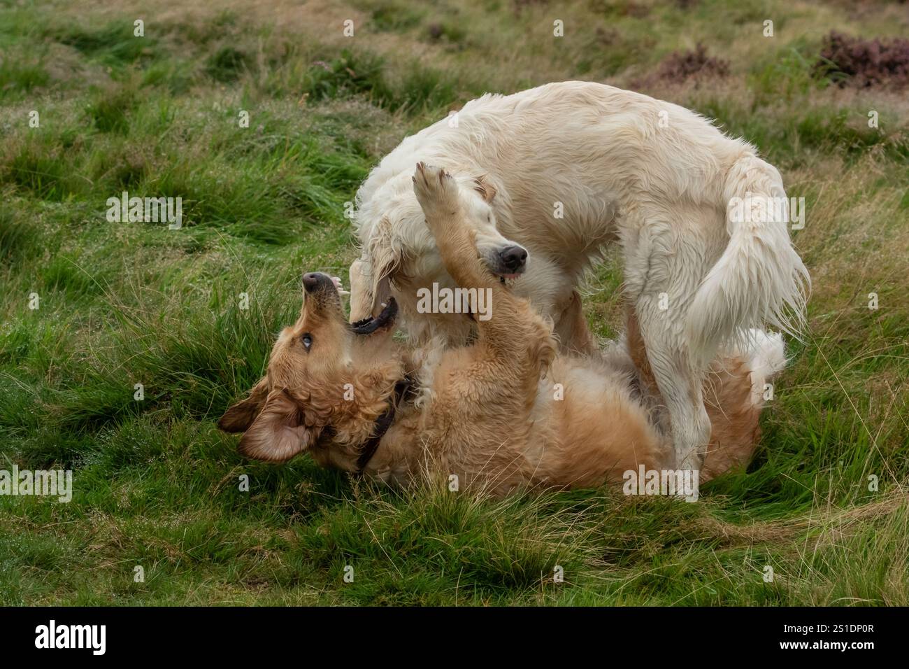 Two golden retrievers playing together on grass, one is golden and one ...