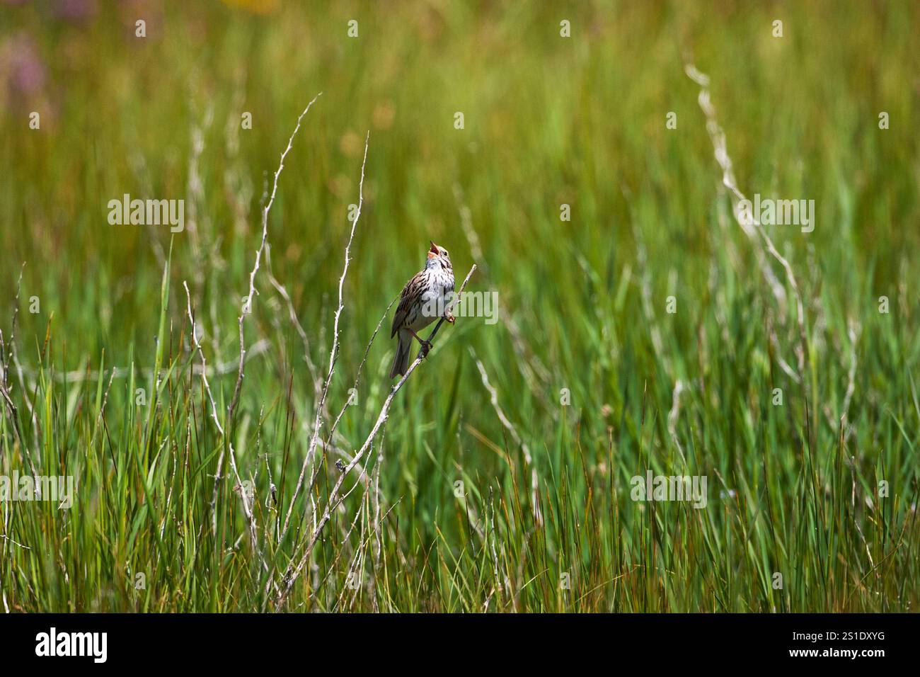 Savannah sparrow Passerculus sandwichensis perched amongst grasses Red ...