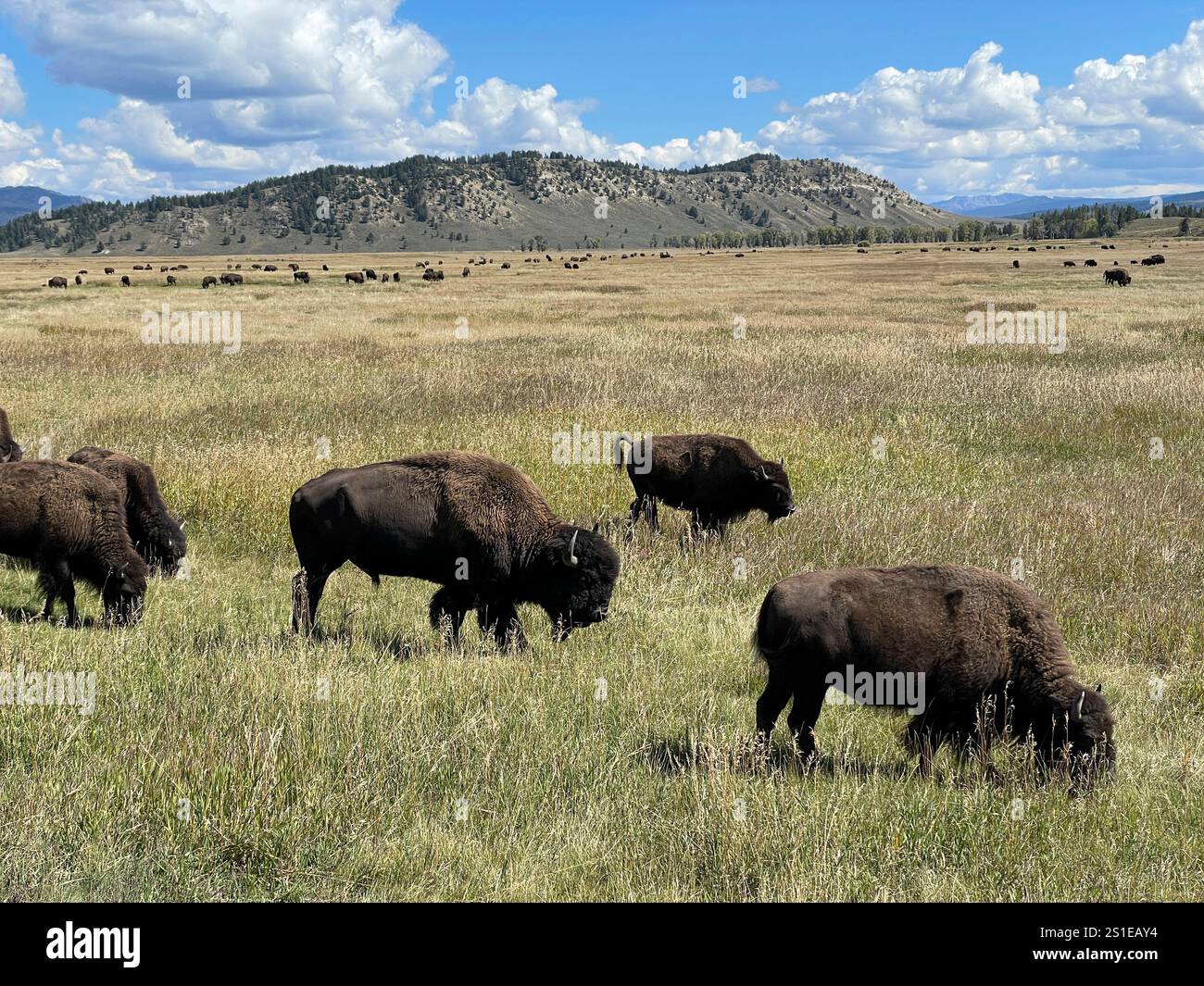 Herd of American buffalo in Grand Teton National Park mountain range, Wyoming, USA - Smartphone Captured Stock Image