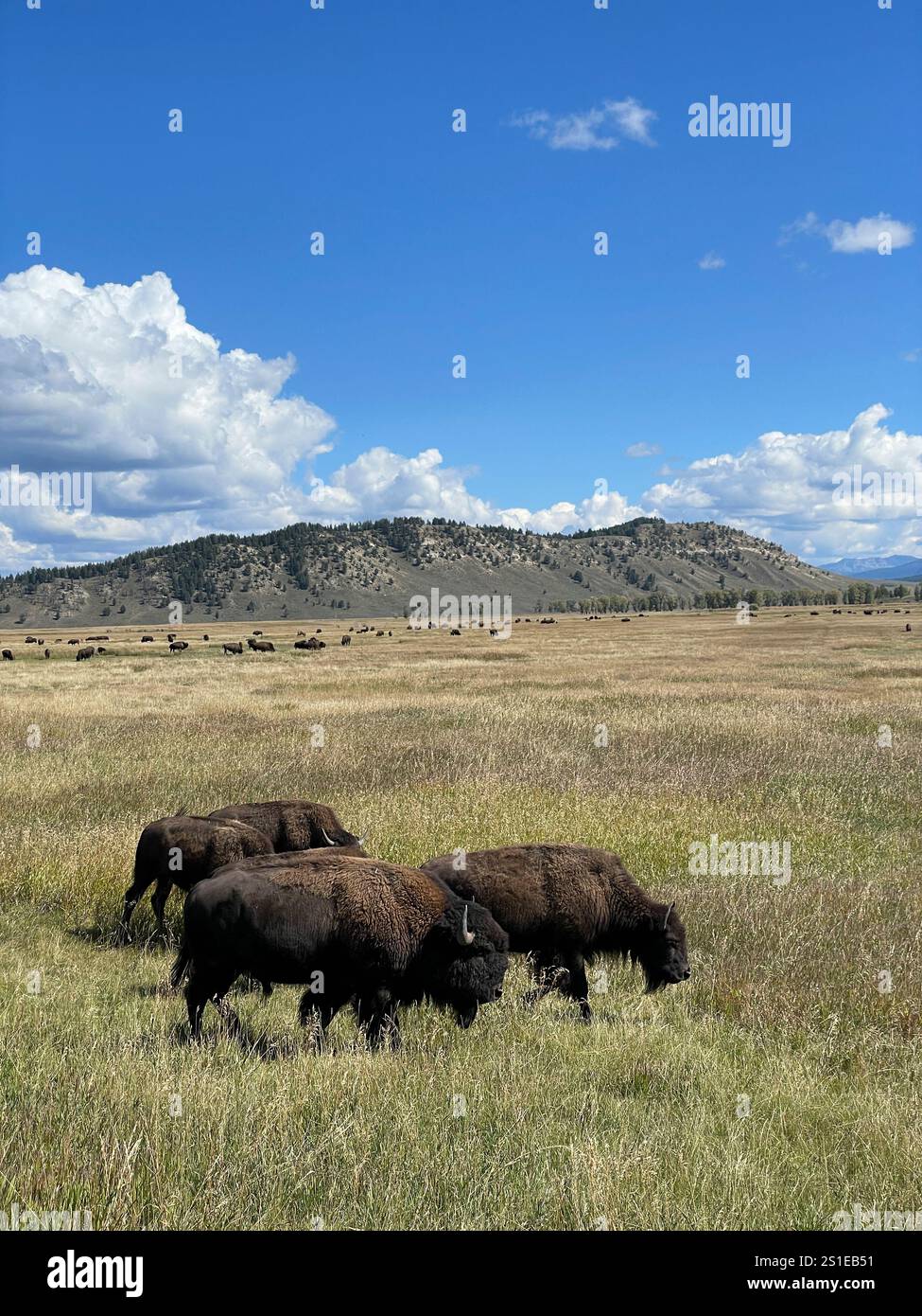 Herd of American buffalo in Grand Teton National Park mountain range, Wyoming, USA - Smartphone Captured Stock Image