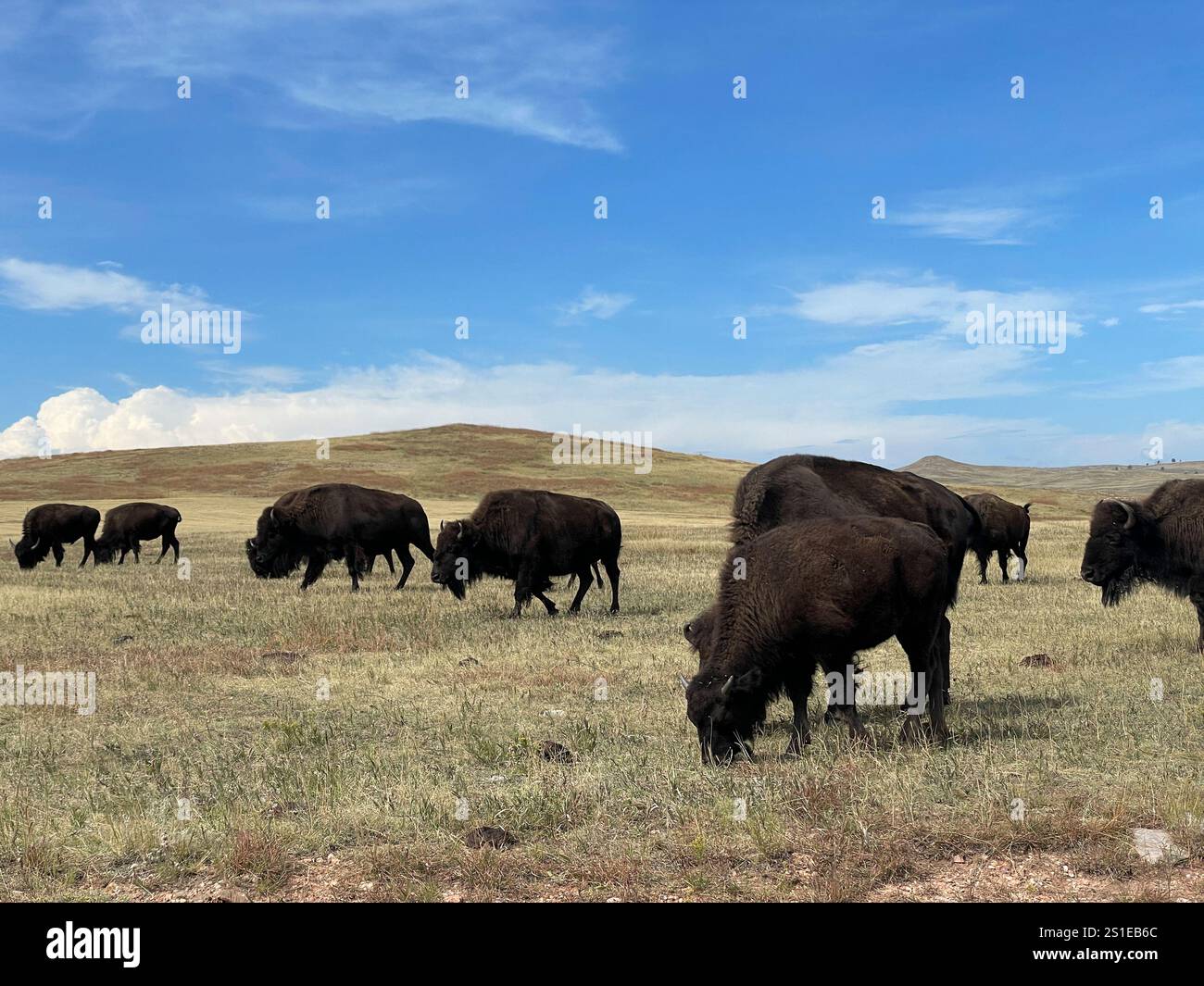 American bison in Custer State Park, South Dakota, USA - Smartphone Captured Stock Image