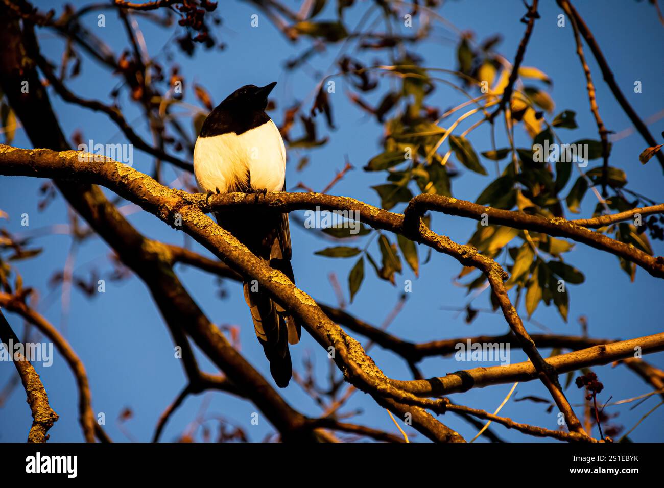 An elegant Eurasian Magpie (Pica pica) captured in the golden light of an autumn afternoon, in the dry branches of a tree in Alexandra Park, London. Stock Photo