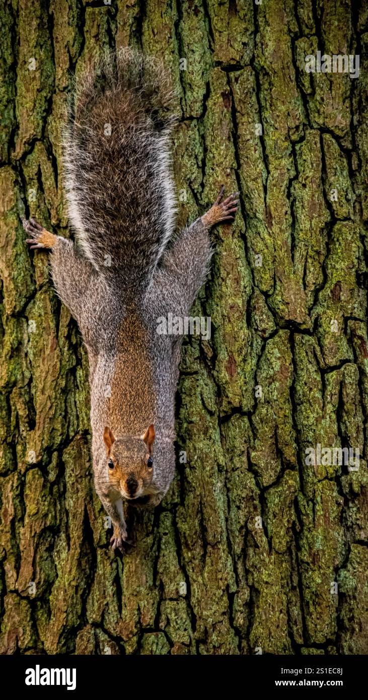 A curious squirrel clings to a tree in Hampstead Heath Park, showcasing the charm of autumn and London's wildlife. Stock Photo