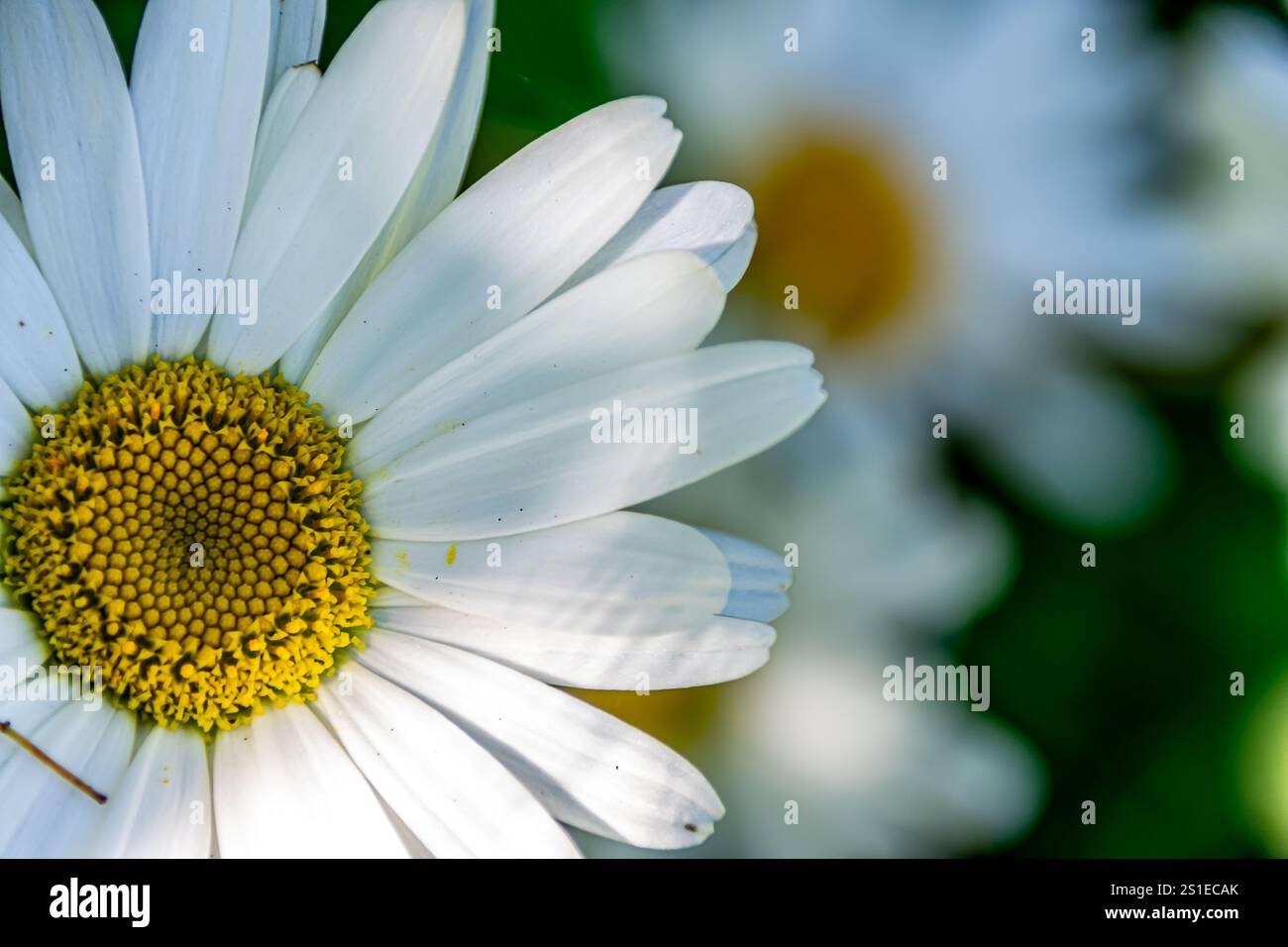 A delicate close-up of a daisy, showcasing its vibrant yellow centre and pure white petals, captured in a serene summer garden. Stock Photo