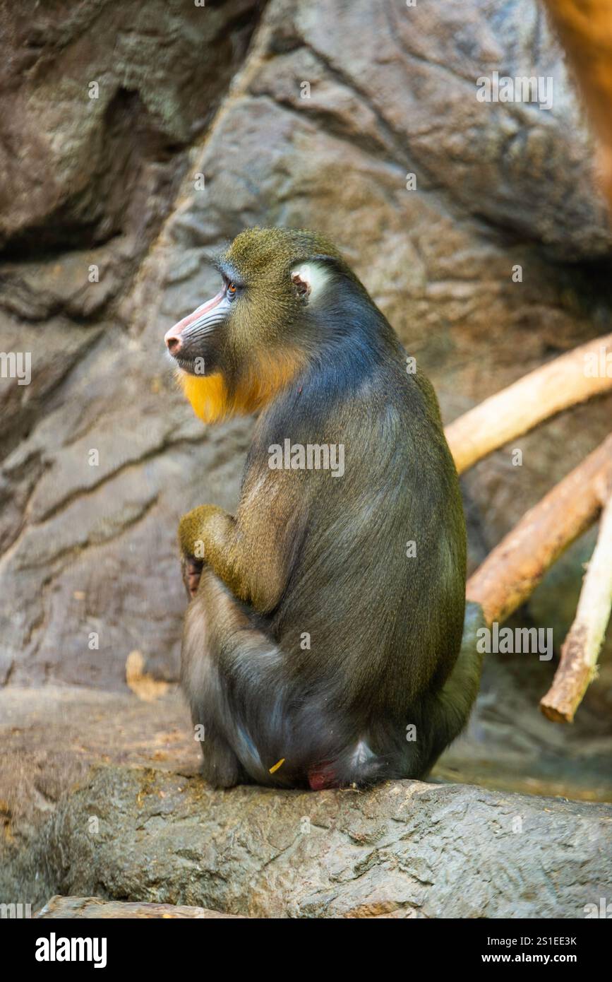 Granby, Quebec - Jan 2 2024: Mandrills in the winter Granby Zoo Stock Photo