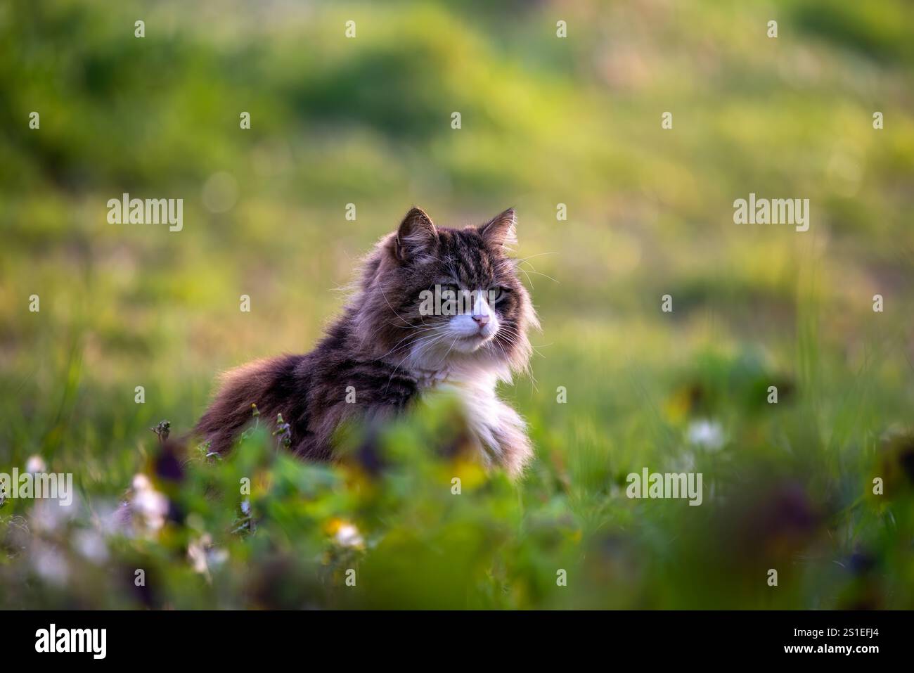 very-hairy-cat-half-hidden-in-the-tall-grass-beautiful-cat-stock-photo