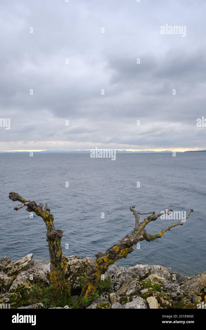 Neuchatel lake on a moody day with foreground dead tree Stock Photo
