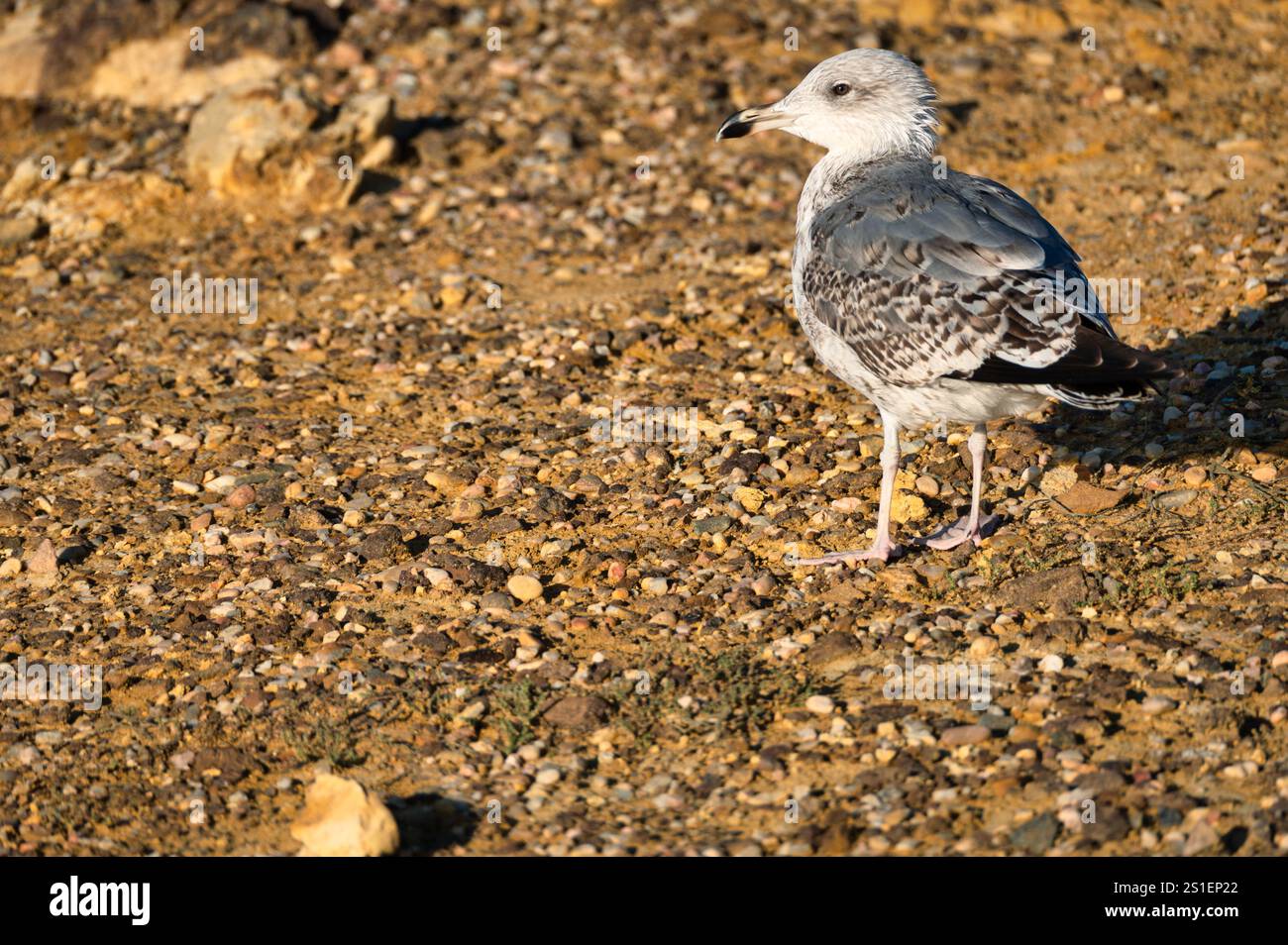 Juvenile seagull standing on rocky coastal ground in warm sunlight, showcasing detailed feathers and texture. Stock Photo