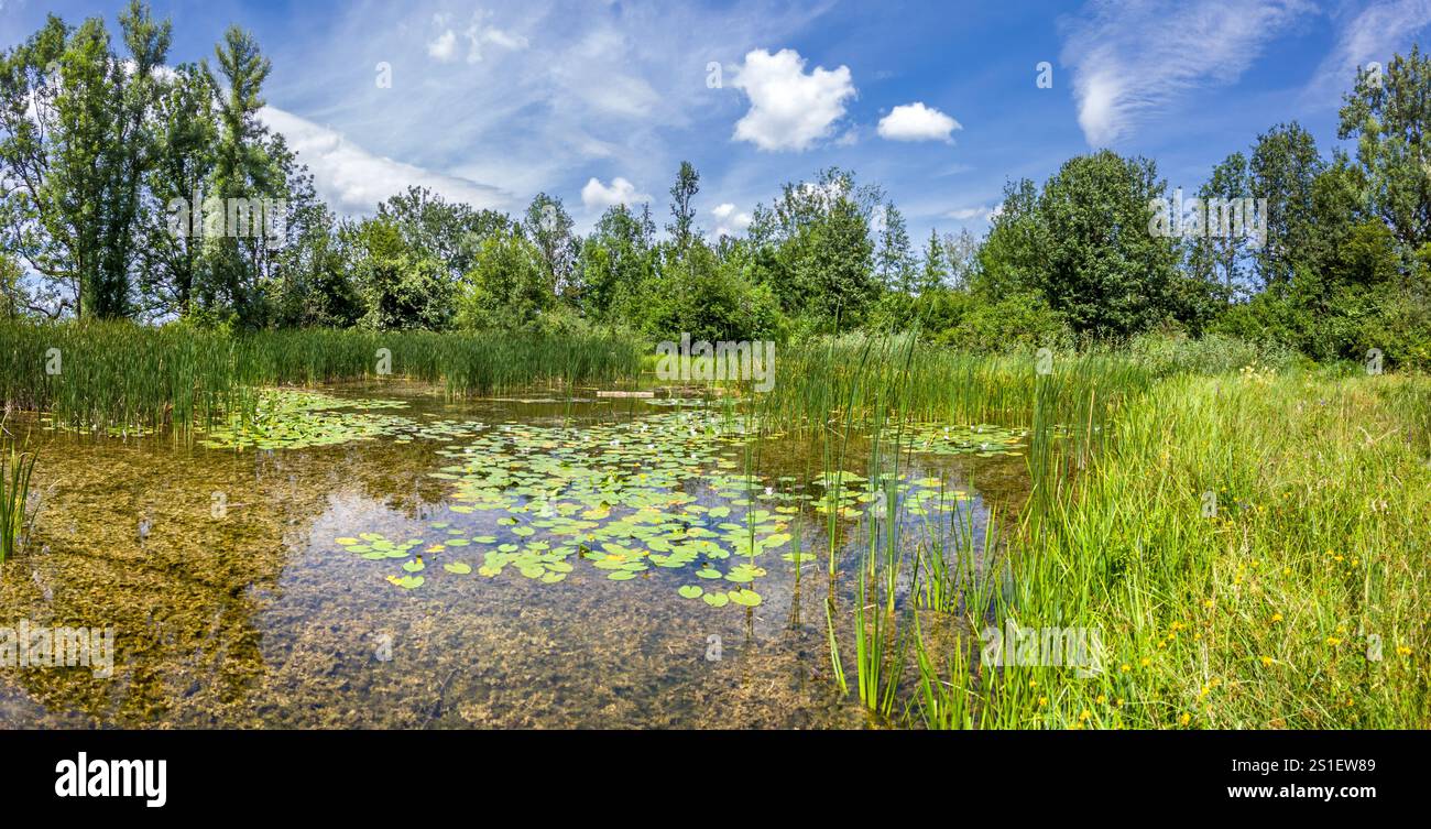 Water Conservation Reeds Small pond with water lilies and reeds, biotope, nature conservation ...