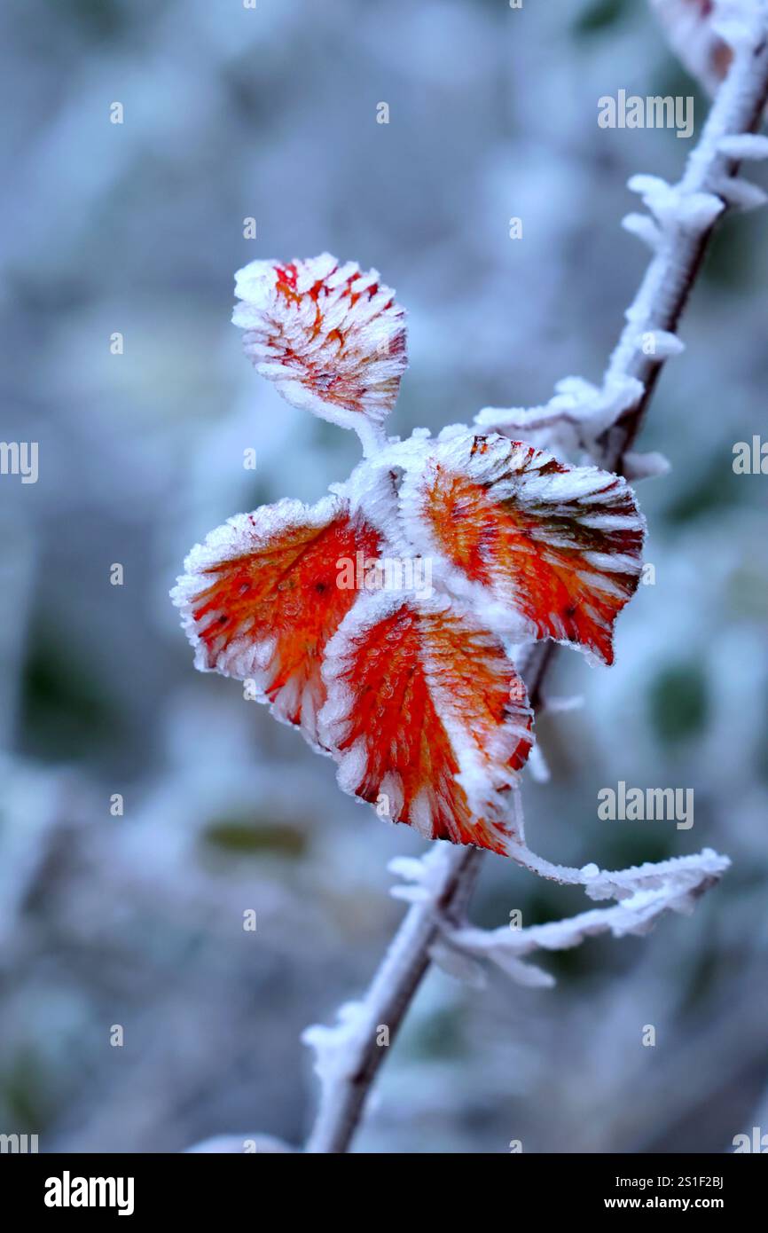Frozen nature / Nature gelée Stock Photo