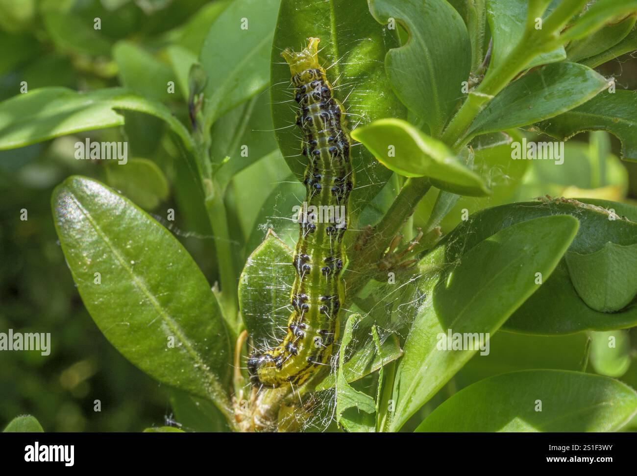 Box tree moth damage hi-res stock photography and images - Alamy