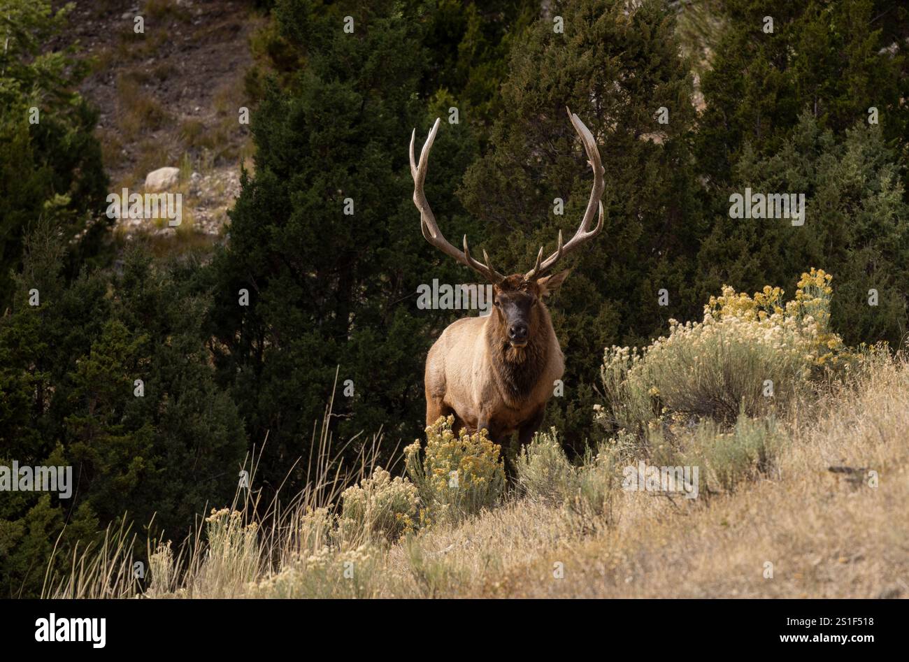 Bull Elk During the Fall Rut in Grand Teton National Park Wyoming Stock ...
