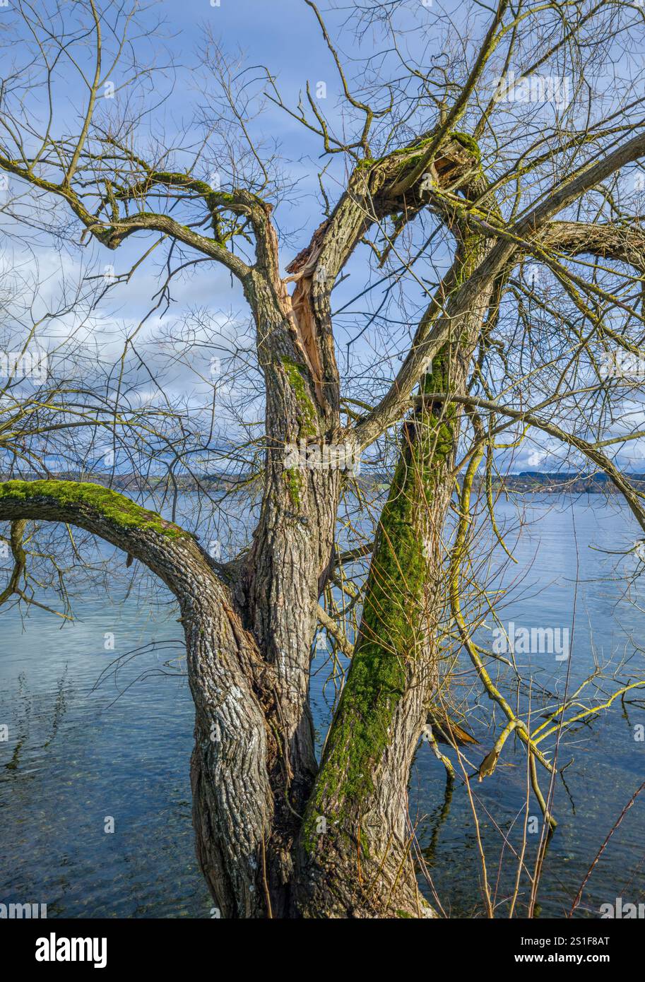 Tree without leaves, branch split during storms in winter Stock Photo
