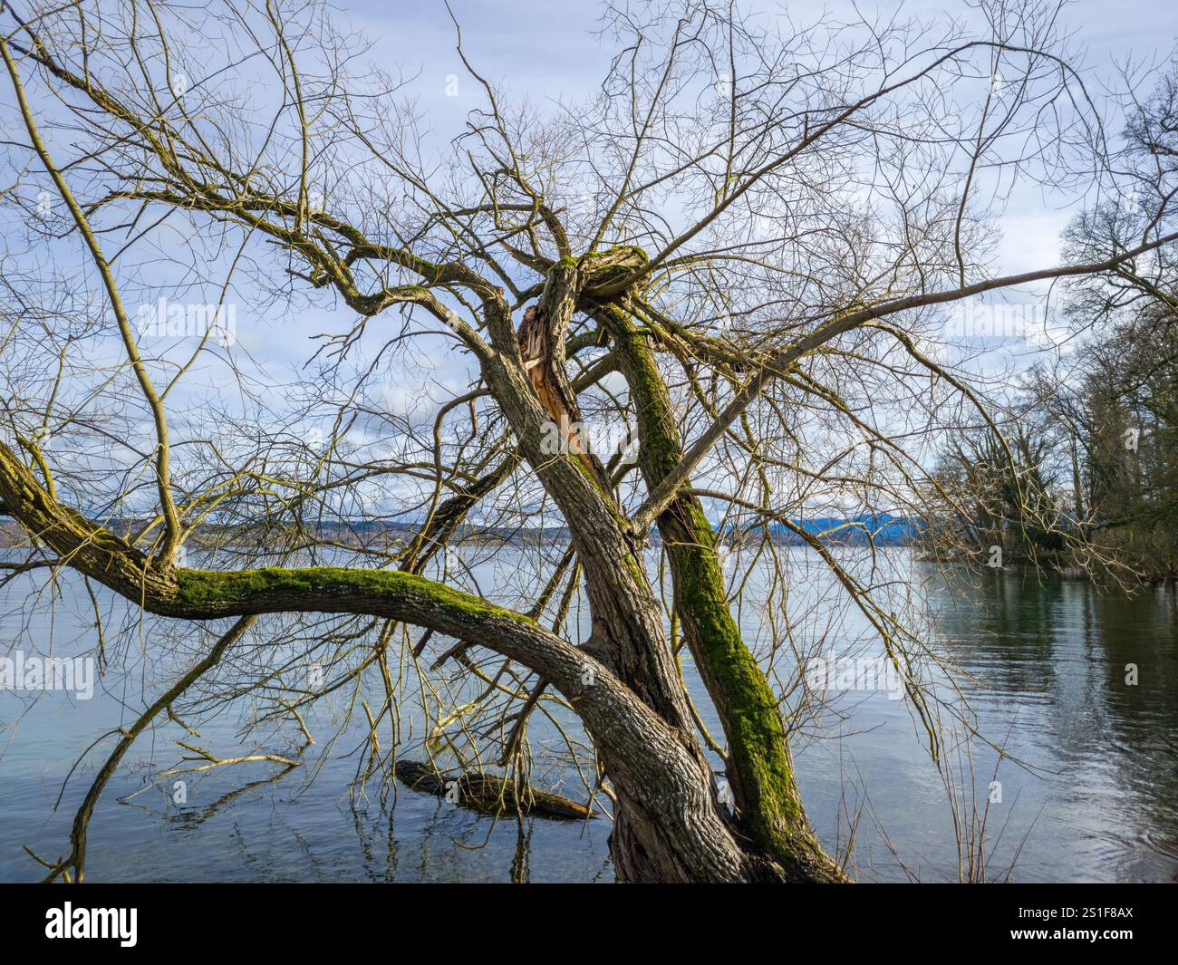 Tree without leaves, branch split during storms in winter Stock Photo