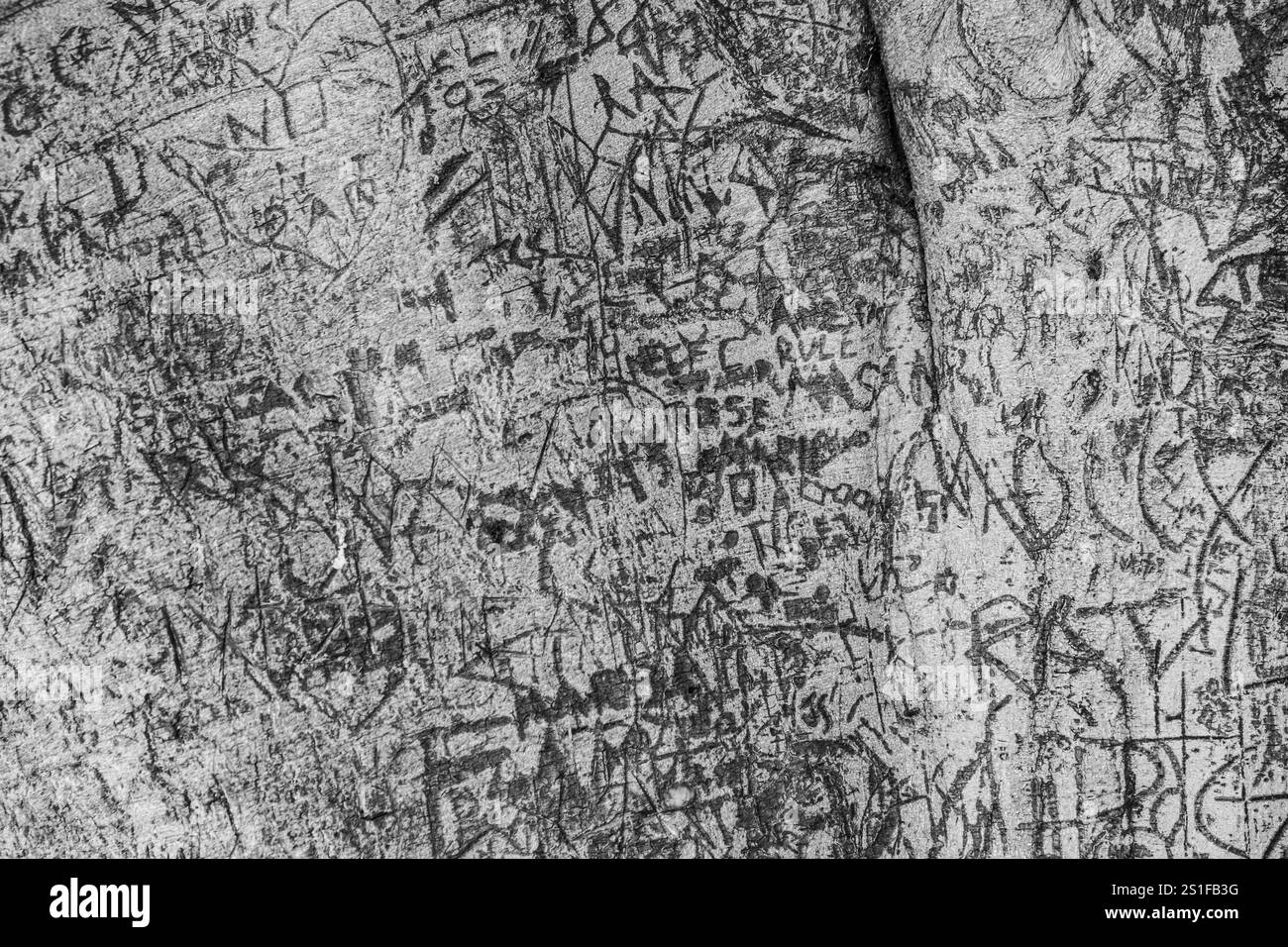 Tree Graffiti Tree trunk with graffiti. Beverly Hills, Los Angeles, California ...