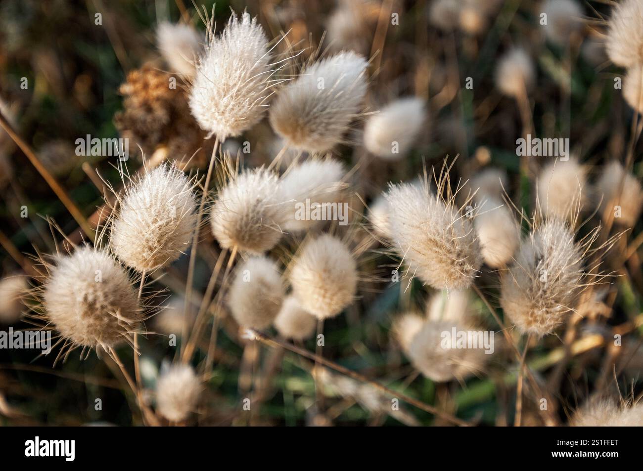 Lagurus ovatus in Salento, Apulia, Italy Stock Photo