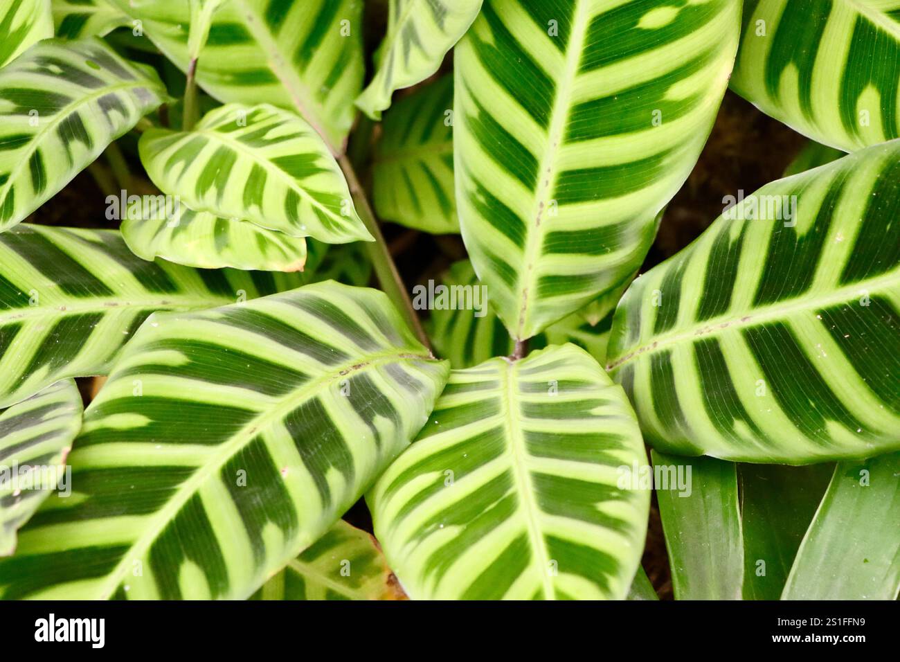 Decorative plant at Glasshouses of Cleveland Botanical gardens in December 2024 Stock Photo