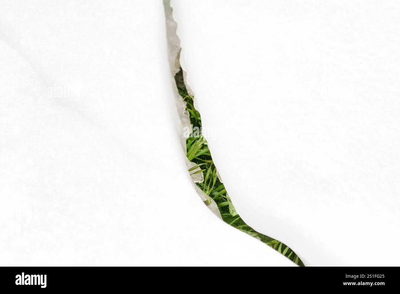 spring grass breaks through the snow, plants Stock Photo