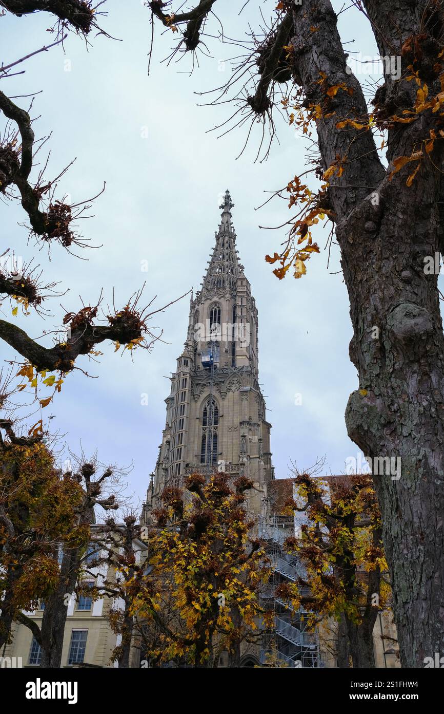 Impressive gothic style Munster Cathedral of St. Vincent in Bern, framed by tree Stock Photo