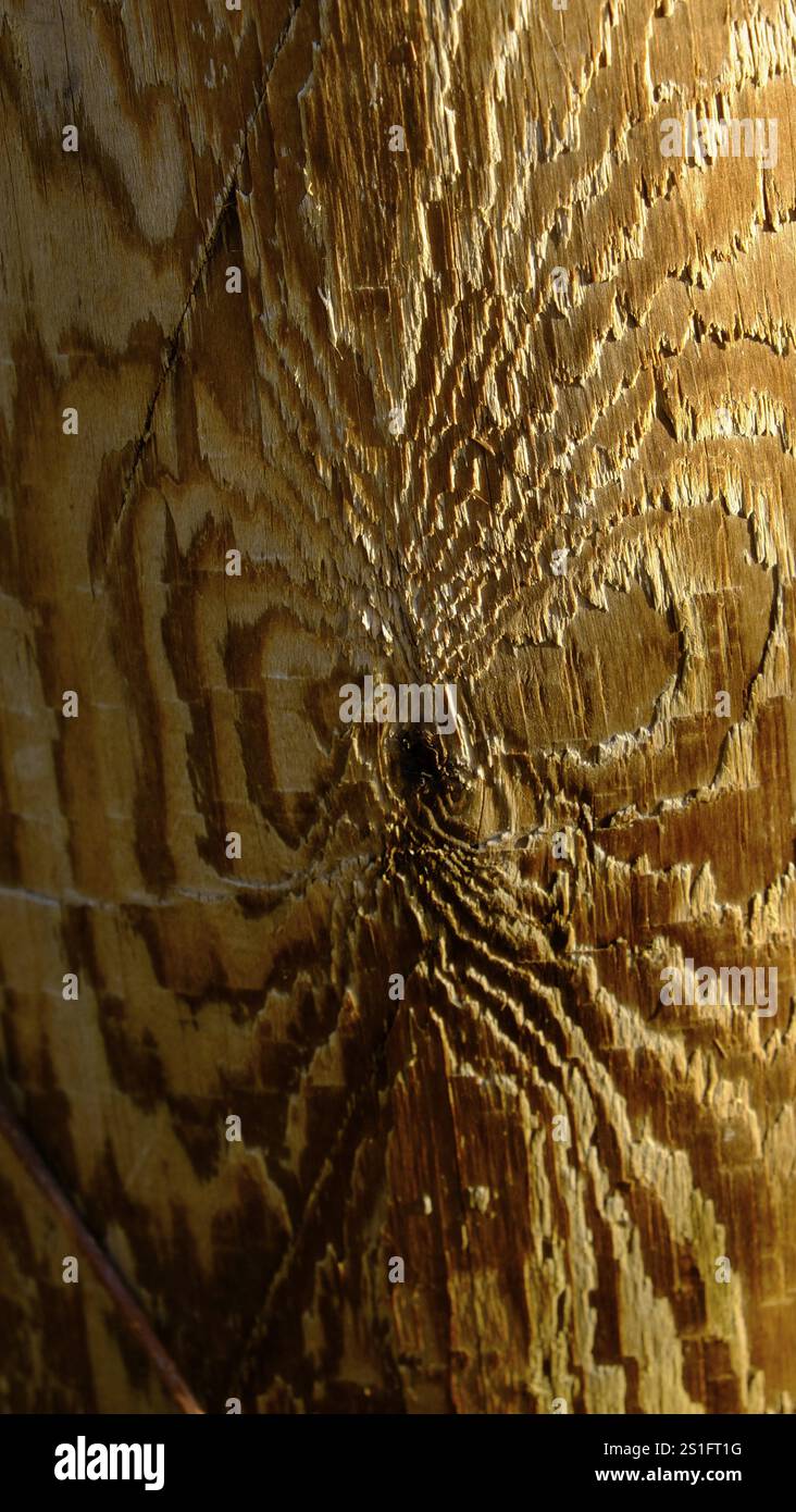 Wood grain, the plasticity of which is further enhanced by grazing light. Portrait format. Wood grain whose plasticity is additionally enhanced by a s Stock Photo