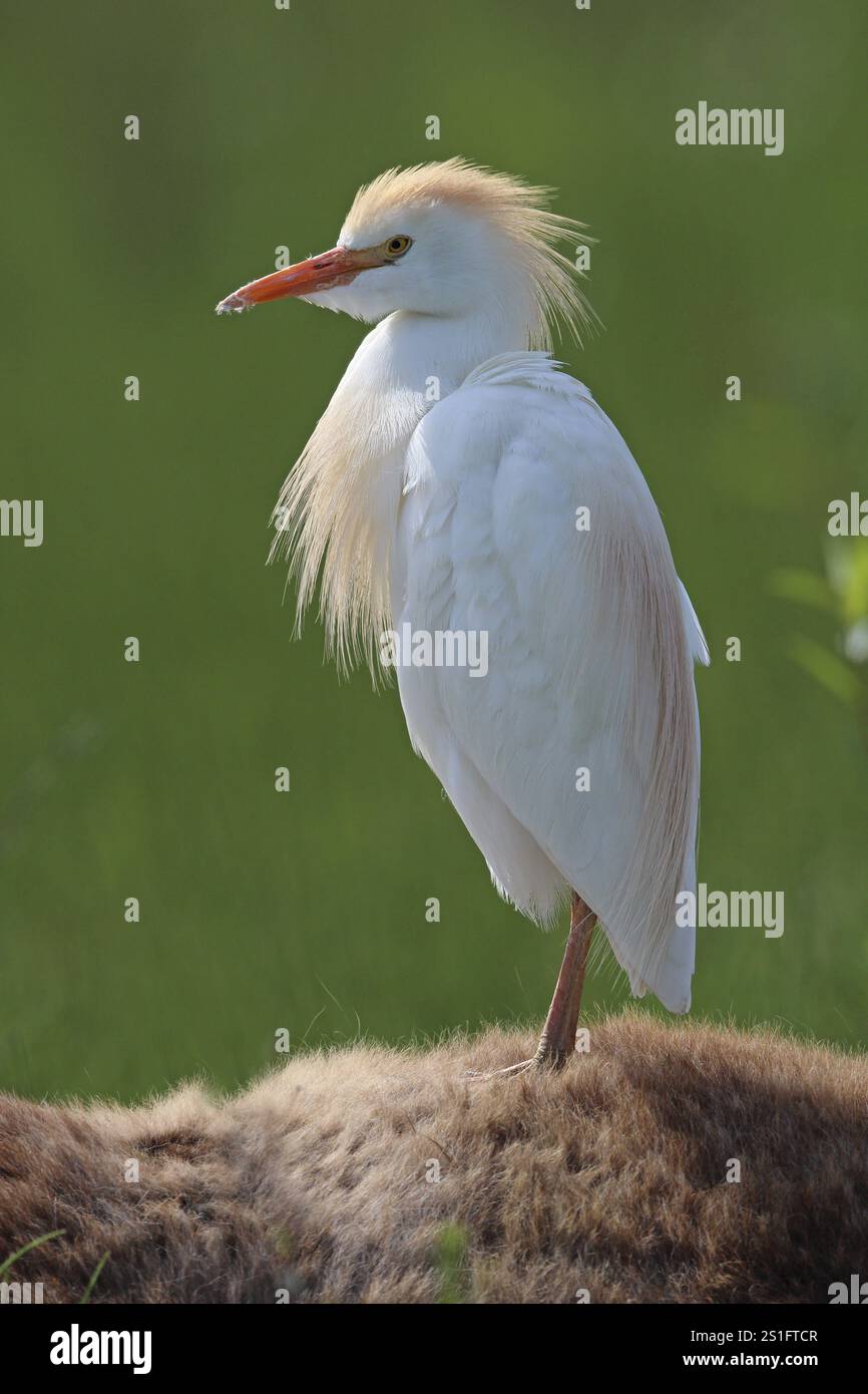 Cattle egret, Bubulcus ibis, standing on horseback Stock Photo - Alamy