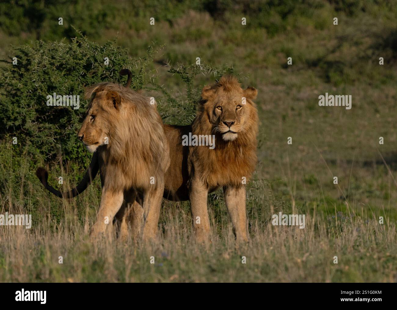 Two sibling male Lions (Panthera leo Stock Photo - Alamy