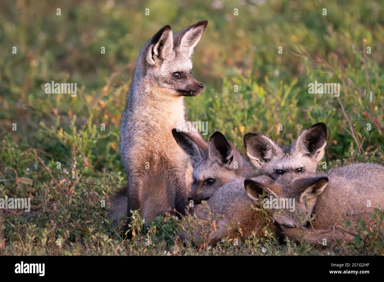 Family of Bat-Eared Foxes (Otocyon megalotis) huddled together Stock ...
