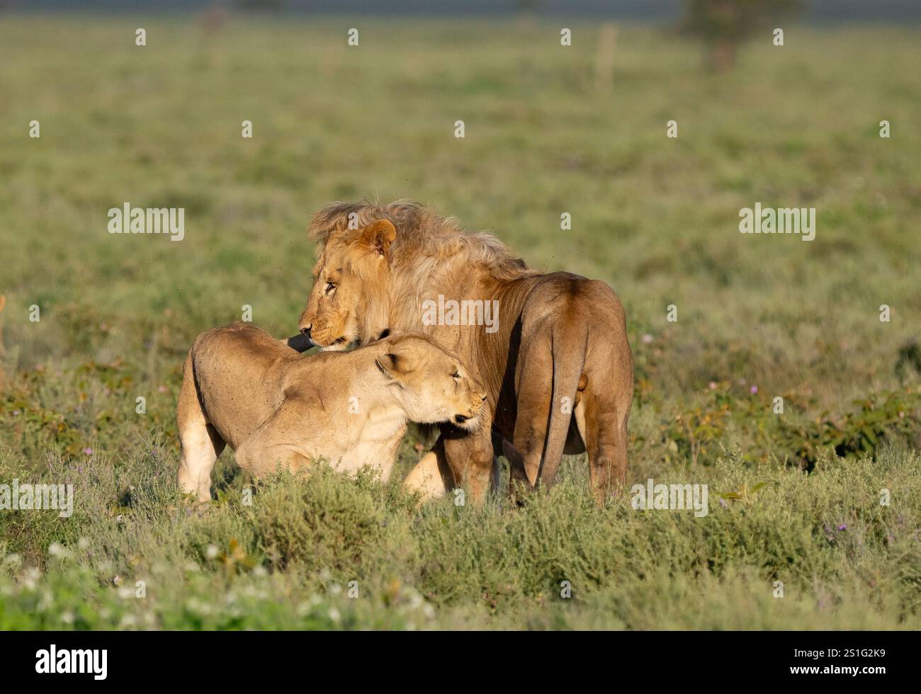 Prior to mating hi-res stock photography and images - Alamy