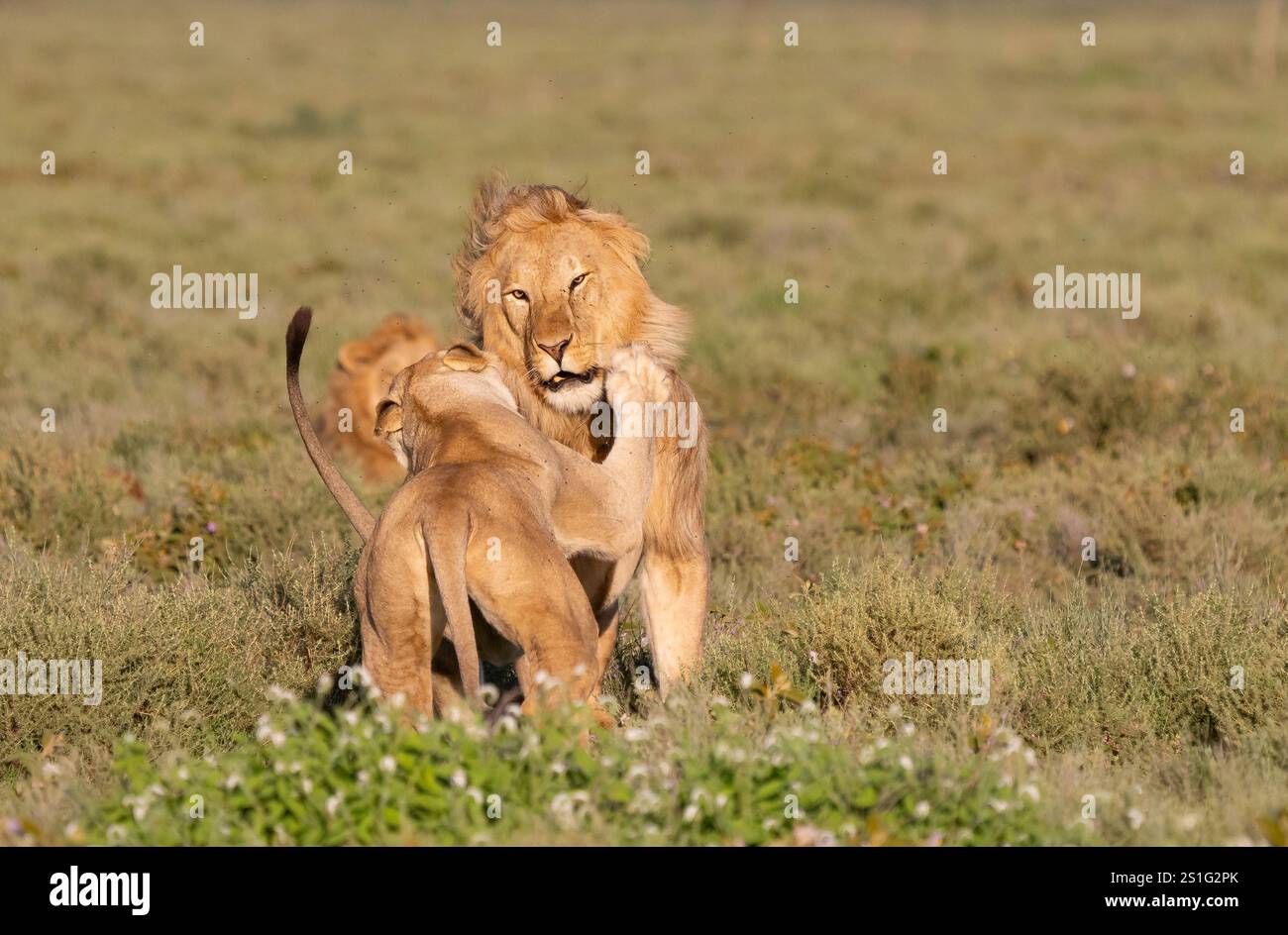 African Lion (Panthera leo) pair playfully interact prior to mating ...