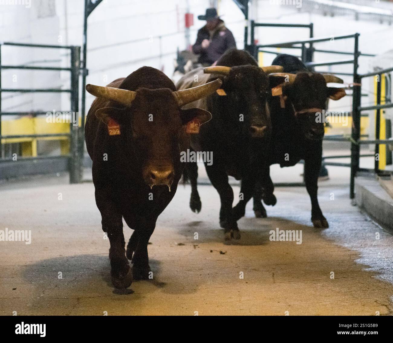 New York, New York, USA. 3rd Jan, 2025. Wrangler Jared Groene of Las ...