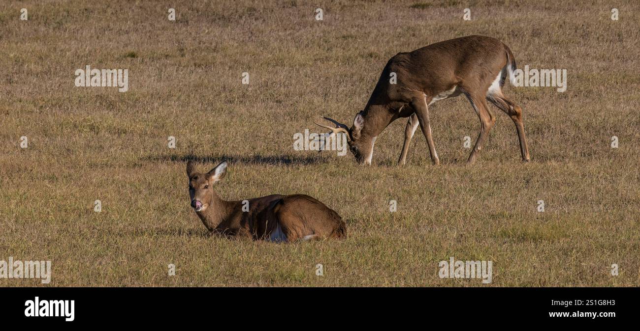 White-tailed buck tending a doe during the rut in northern Wisconsin ...