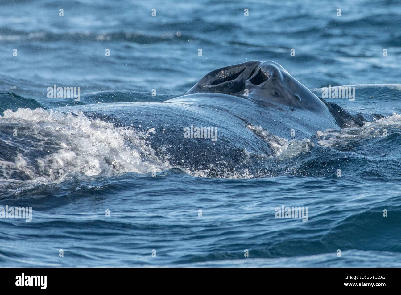 Whale hole hi-res stock photography and images - Alamy