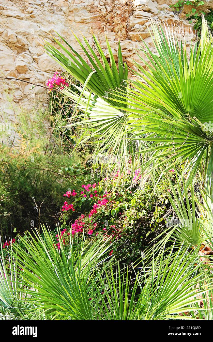 Mediterranean Garden Detail with Palm and Pink Flowers Stock Photo - Alamy