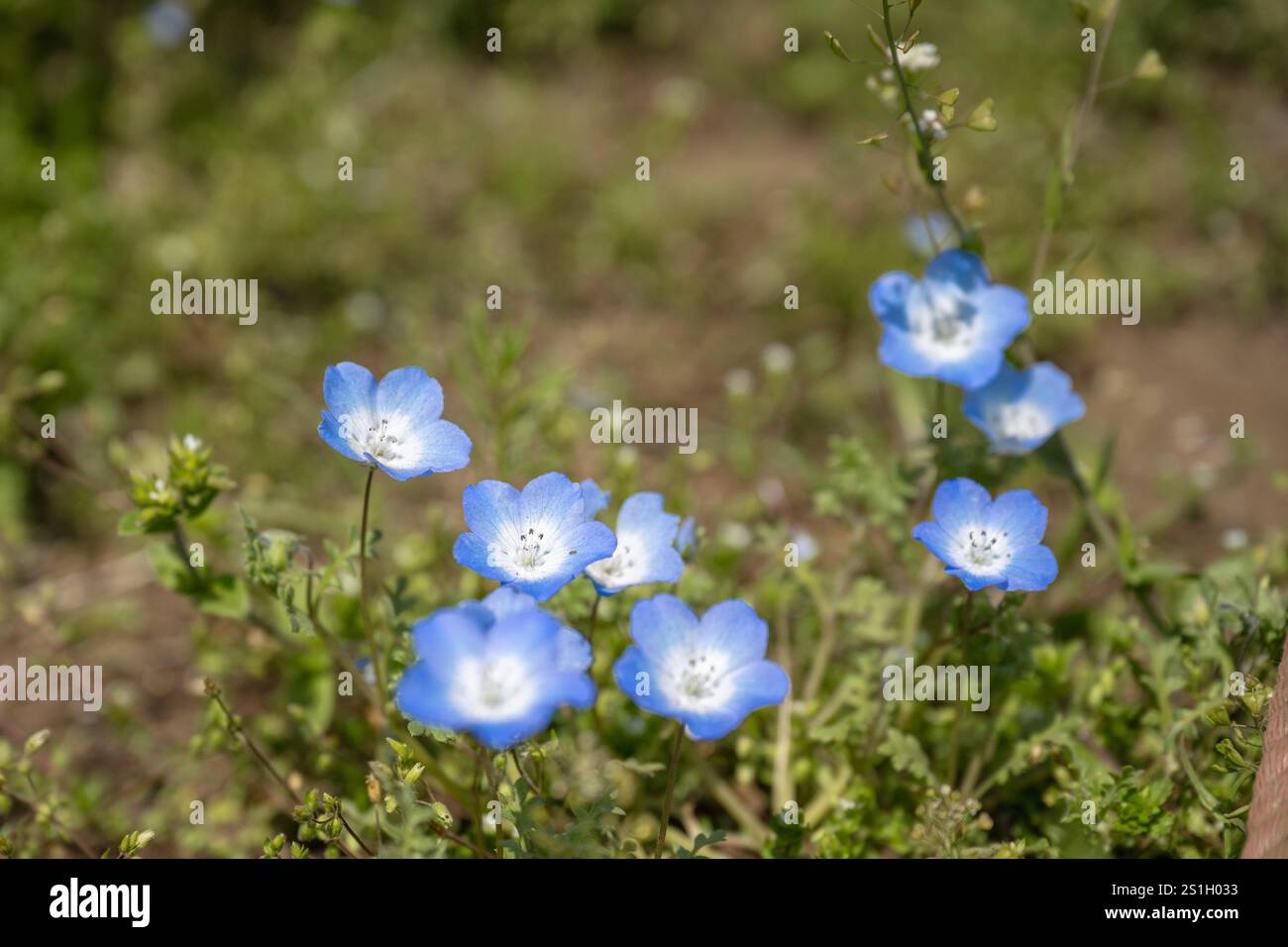Nemophila japan hi-res stock photography and images - Alamy