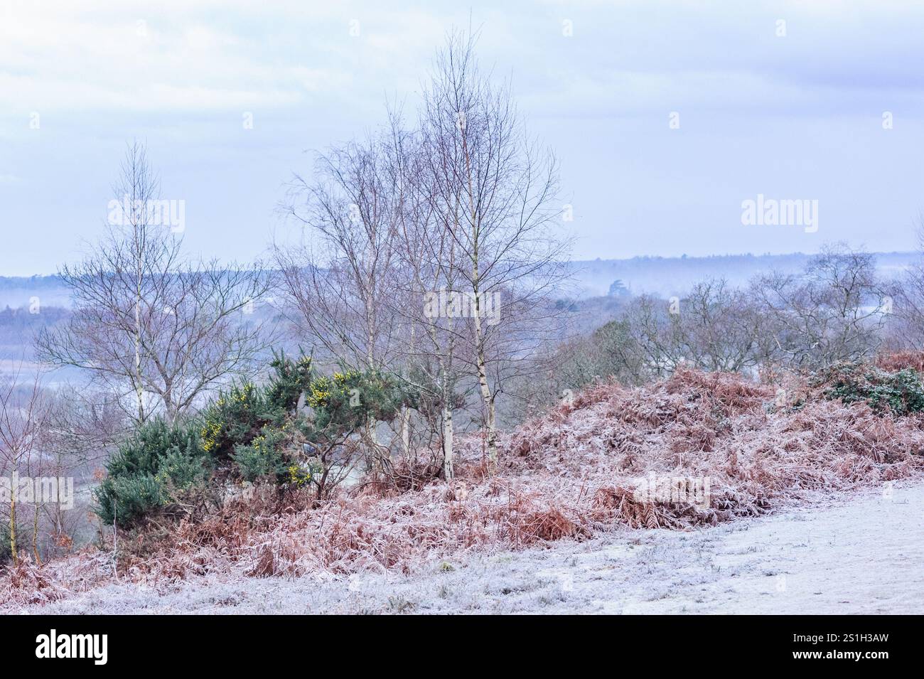 Rockford Common, New Forest, Ringwood, Hampshire, England, UK, 4th