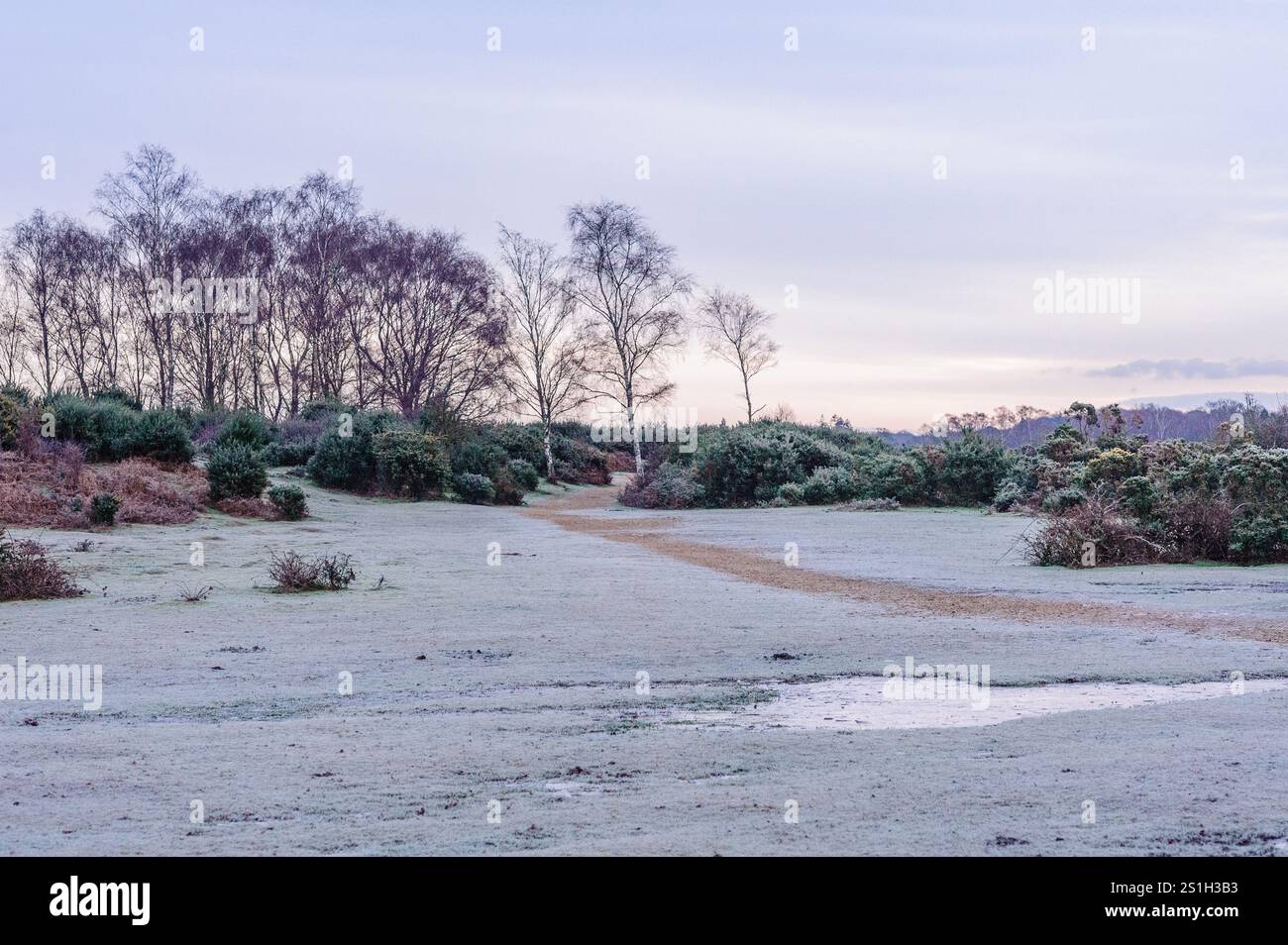 Rockford Common, New Forest, Ringwood, Hampshire, England, UK, 4th