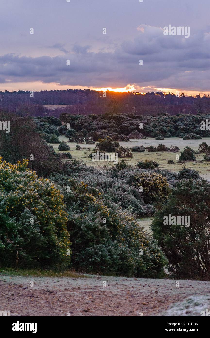 Rockford Common, New Forest, Ringwood, Hampshire, England, UK, 4th