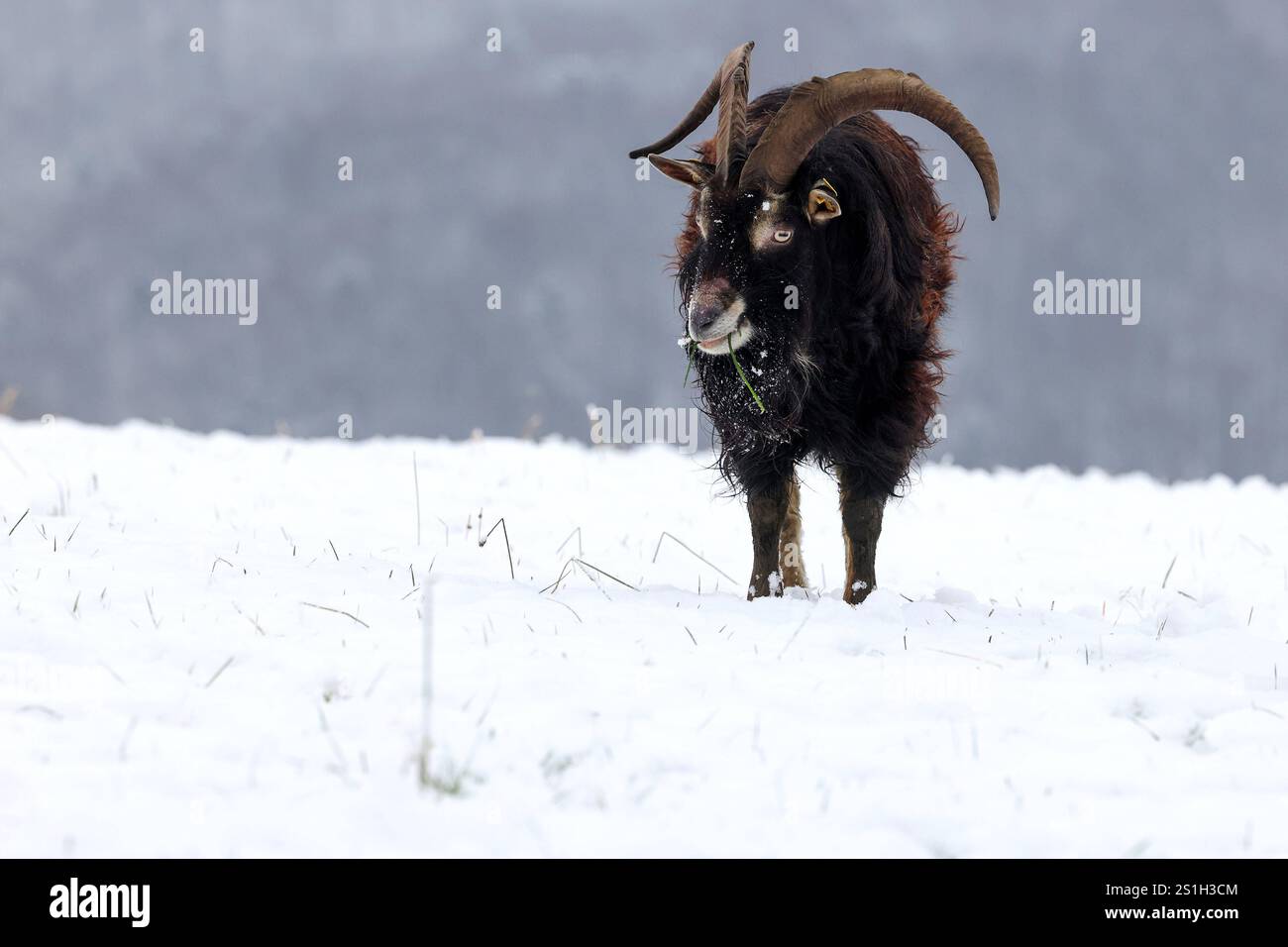 Ein kalter Start in den Tag. Ein Ziegenbock steht auf einer
