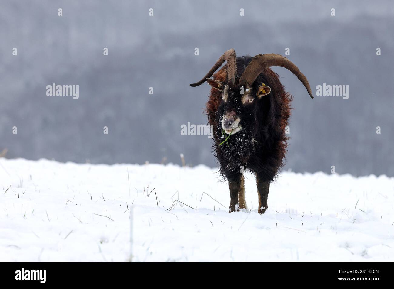 Ein kalter Start in den Tag. Ein Ziegenbock steht auf einer