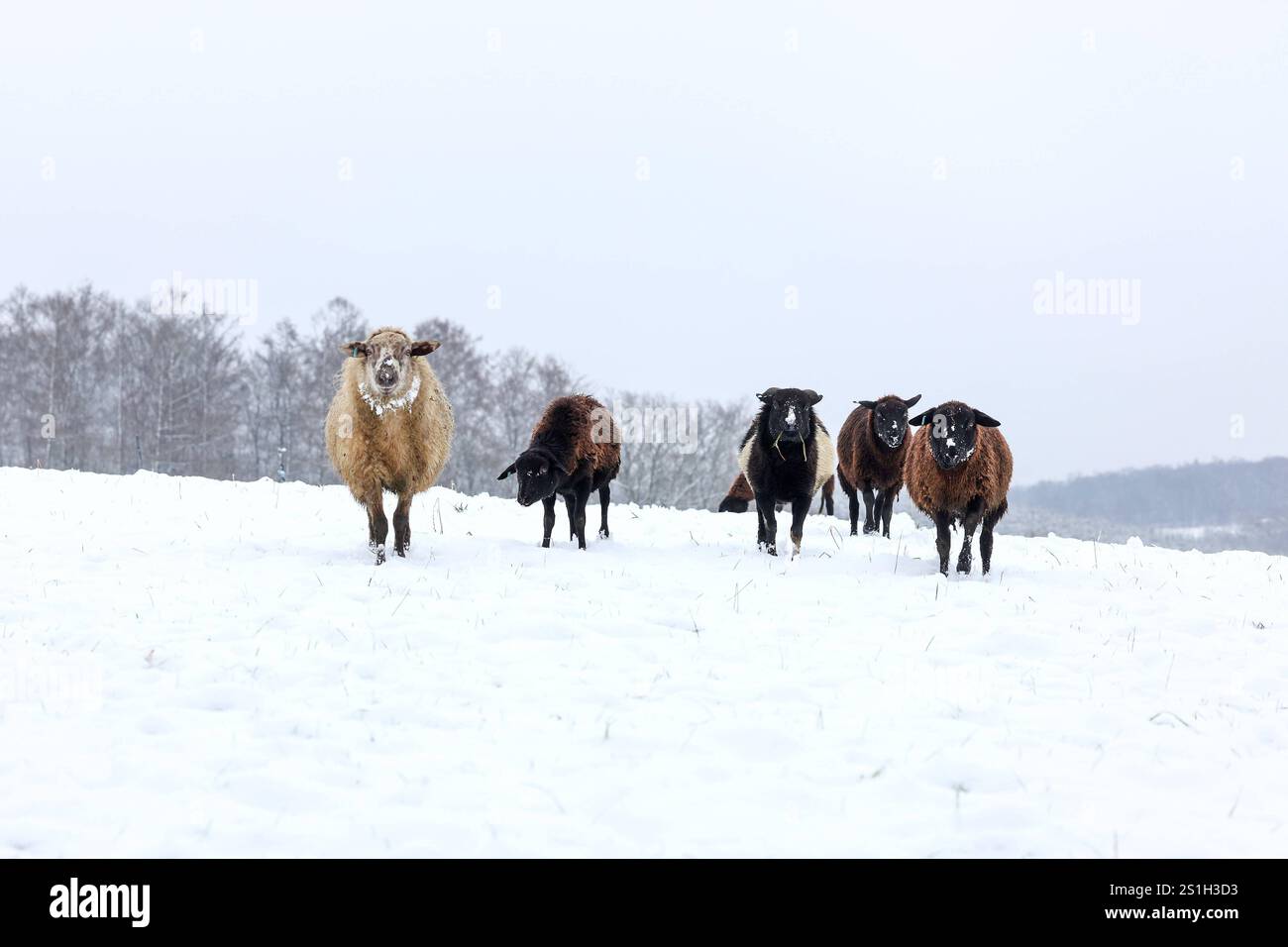 Ein kalter Start in den Tag. Schafe stehen auf einer verschneiten Wiese