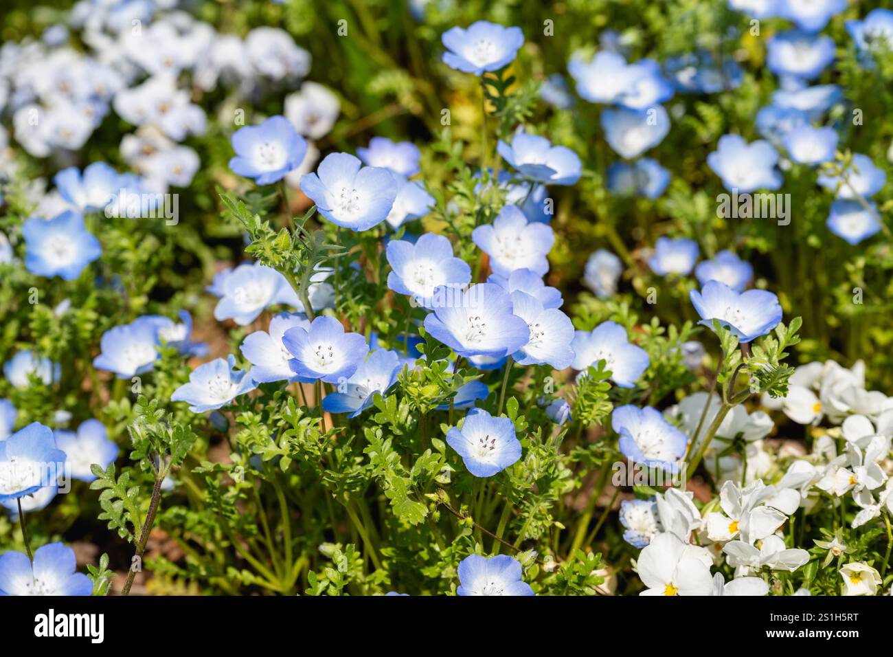 Nemophila japan hi-res stock photography and images - Alamy